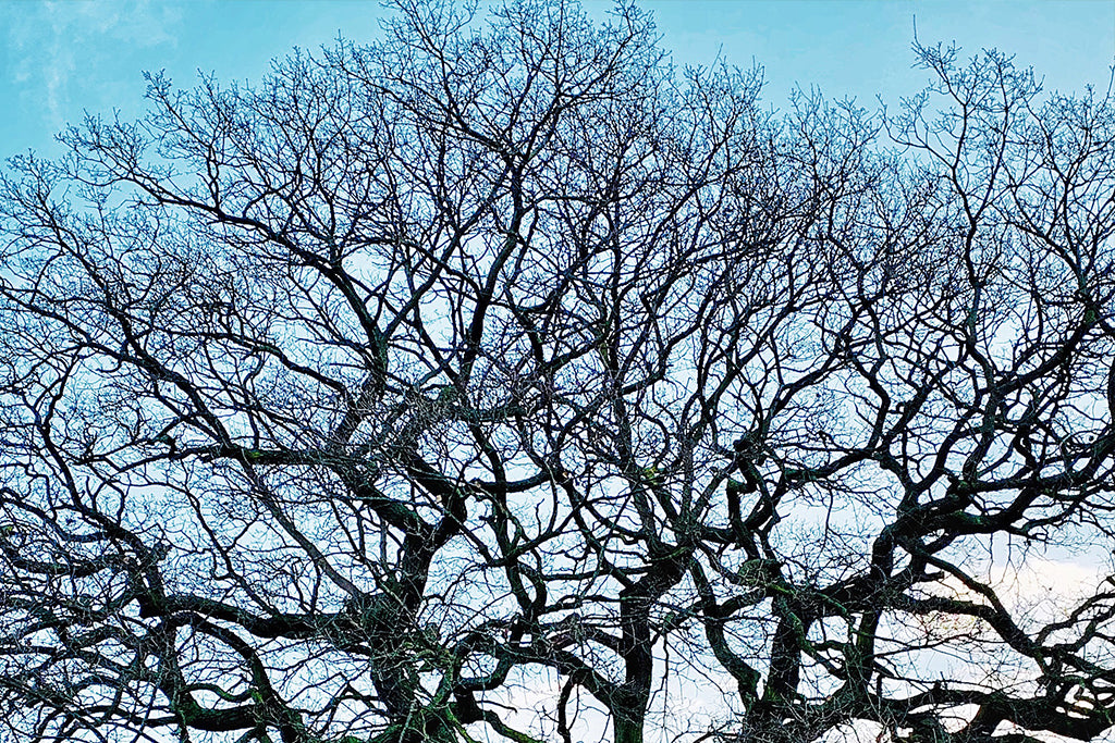 The January Dispatch