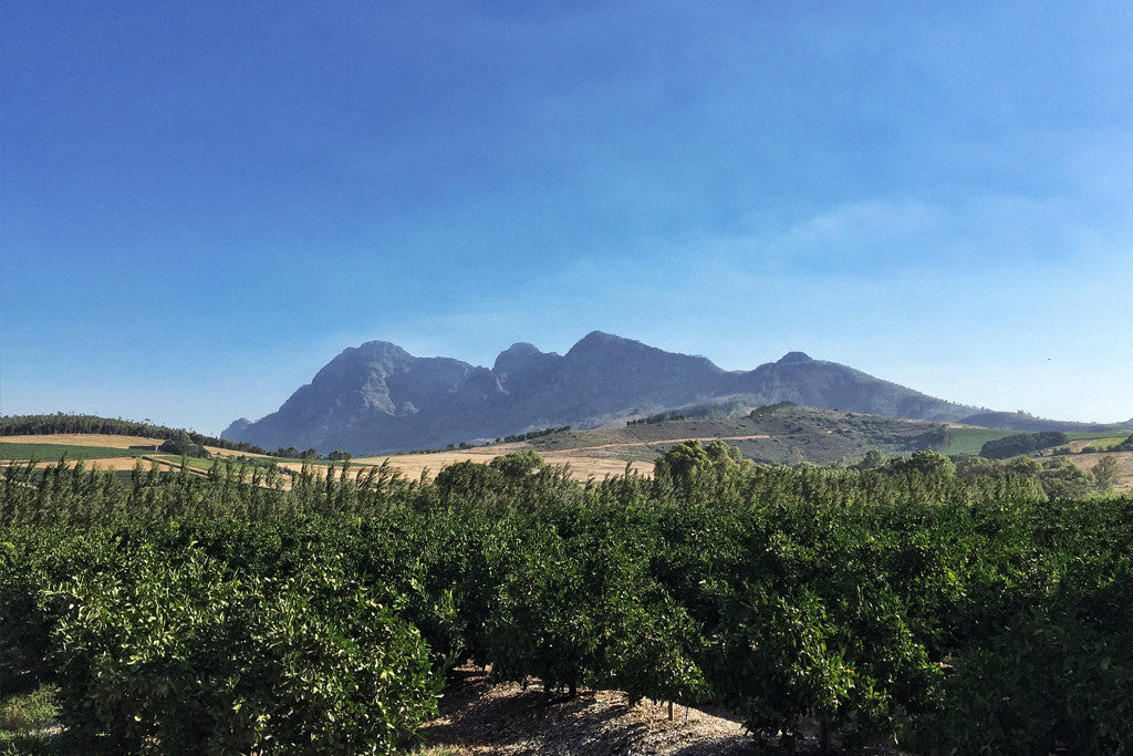 A Modern Day Babylon