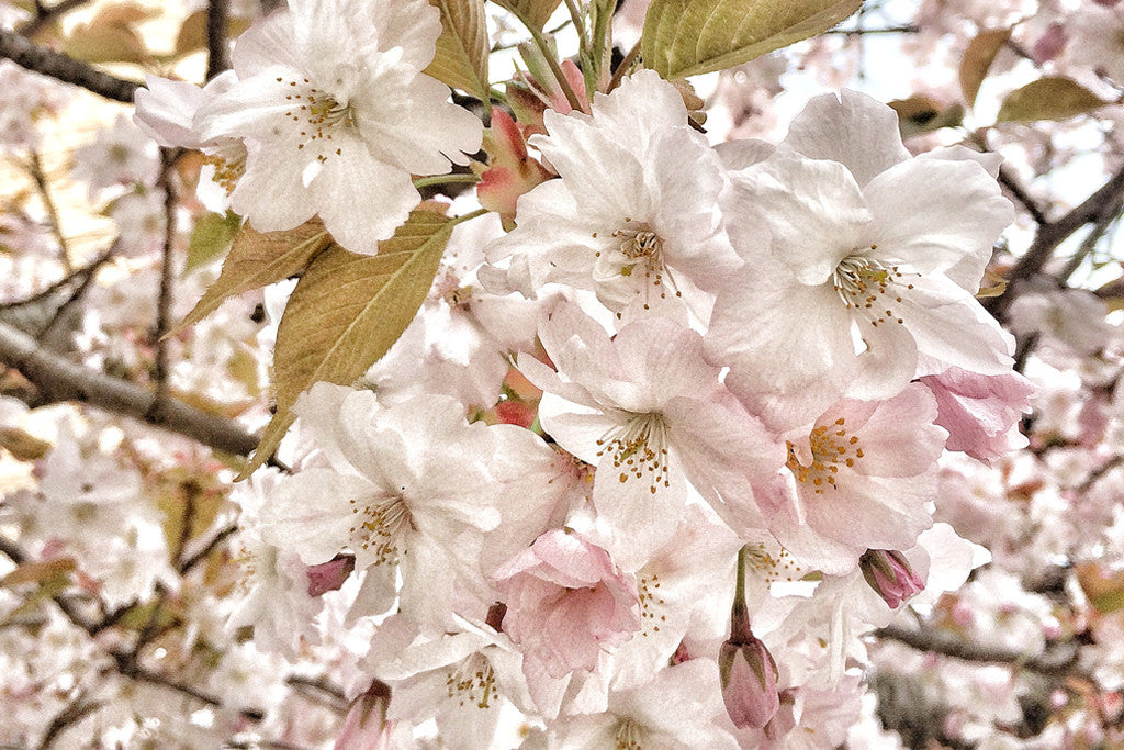 S&B Guide To Elizabeth Street