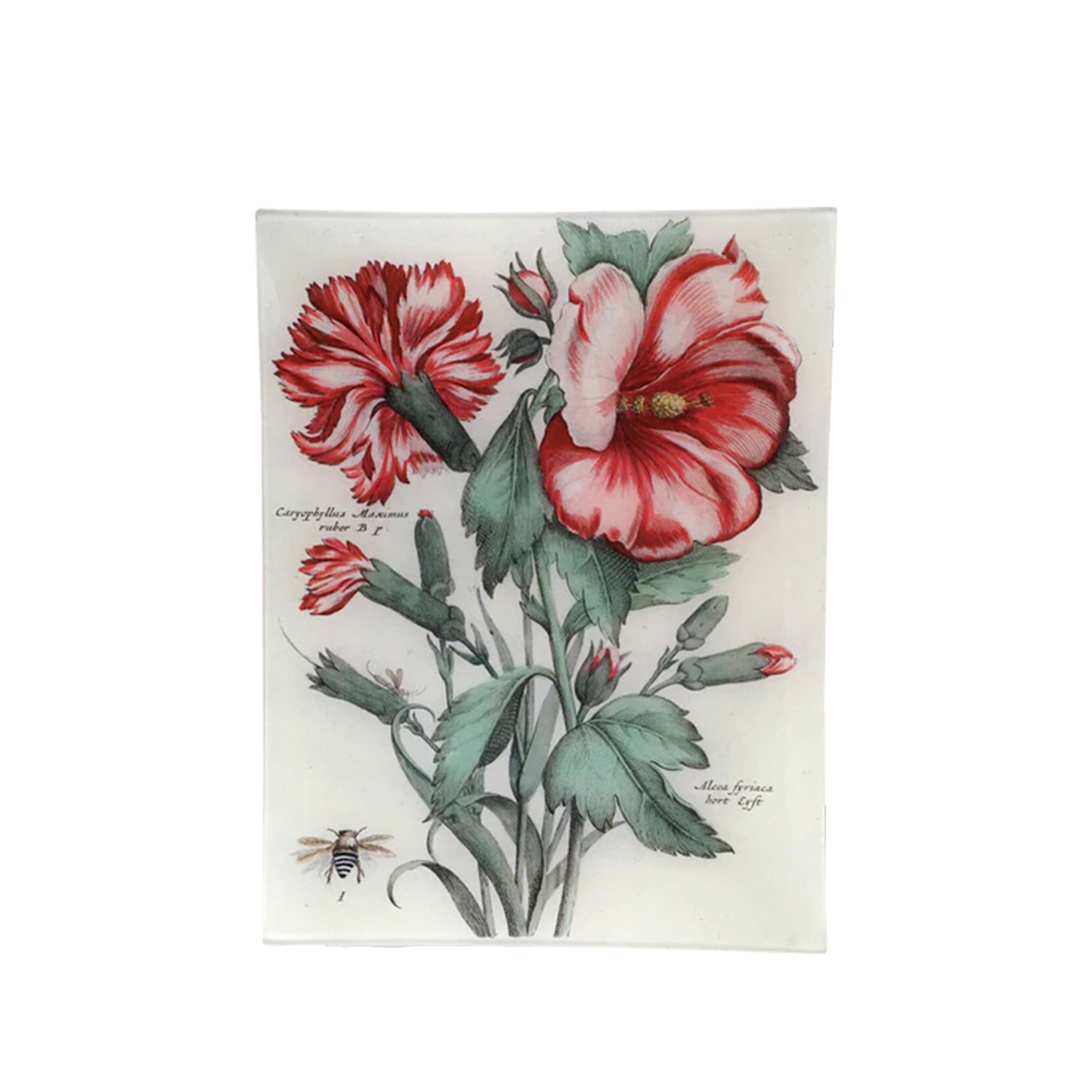 John Derian 'Caryophyllus Maximus' Platter, 25 x 33cm