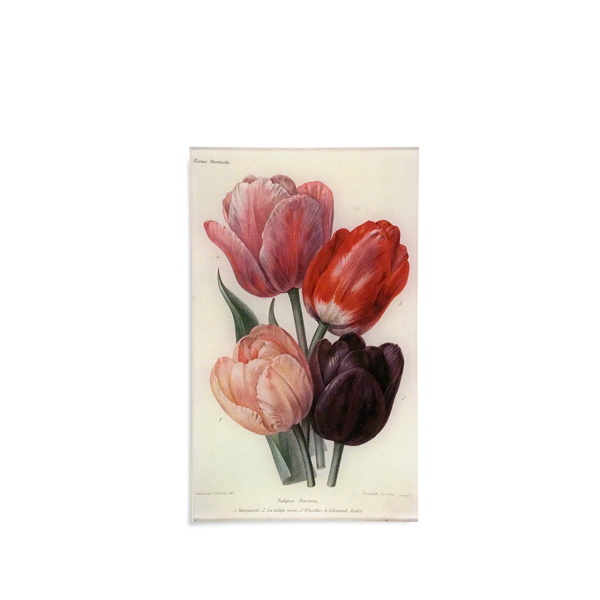 John Derian 'Darwin Tulips' Rectangular Medium Tray, 18 x 29cm