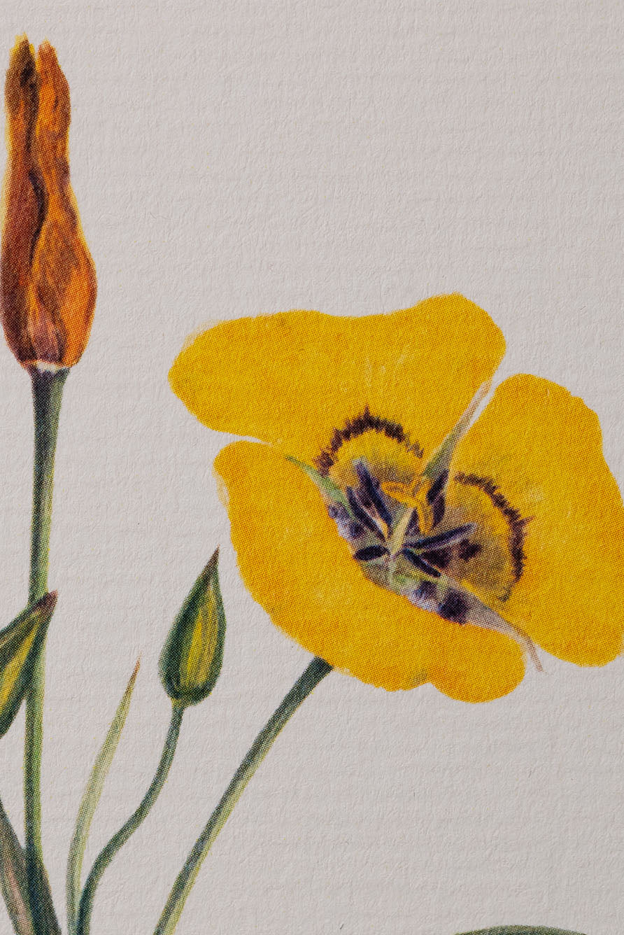 'Evening Primrose' Yellow Greeting Card, 15cm x 10cm (A6)