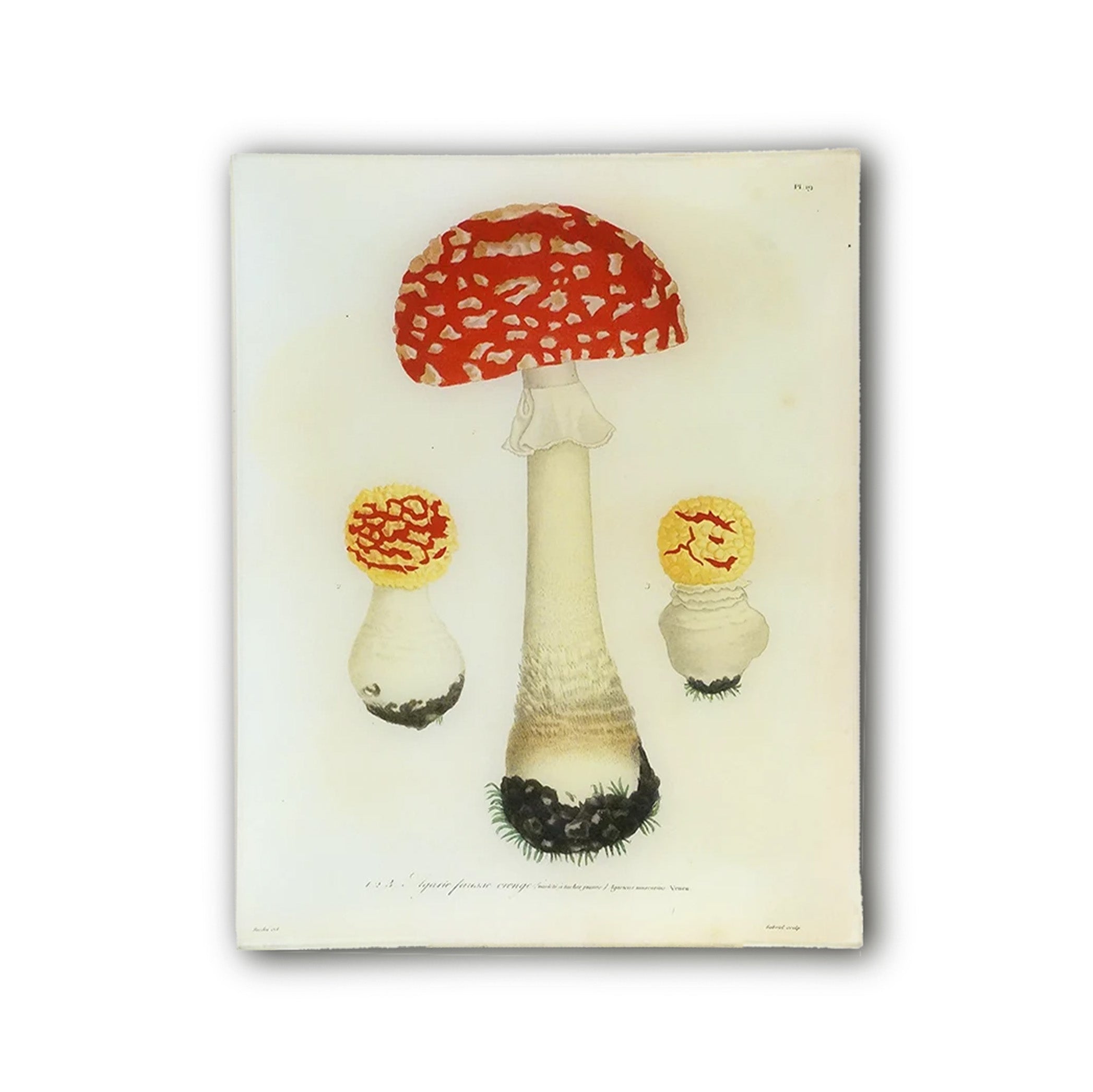 John Derian 'Mushroom PL. 19' Rectangular Tray, 28 x 35.5cm