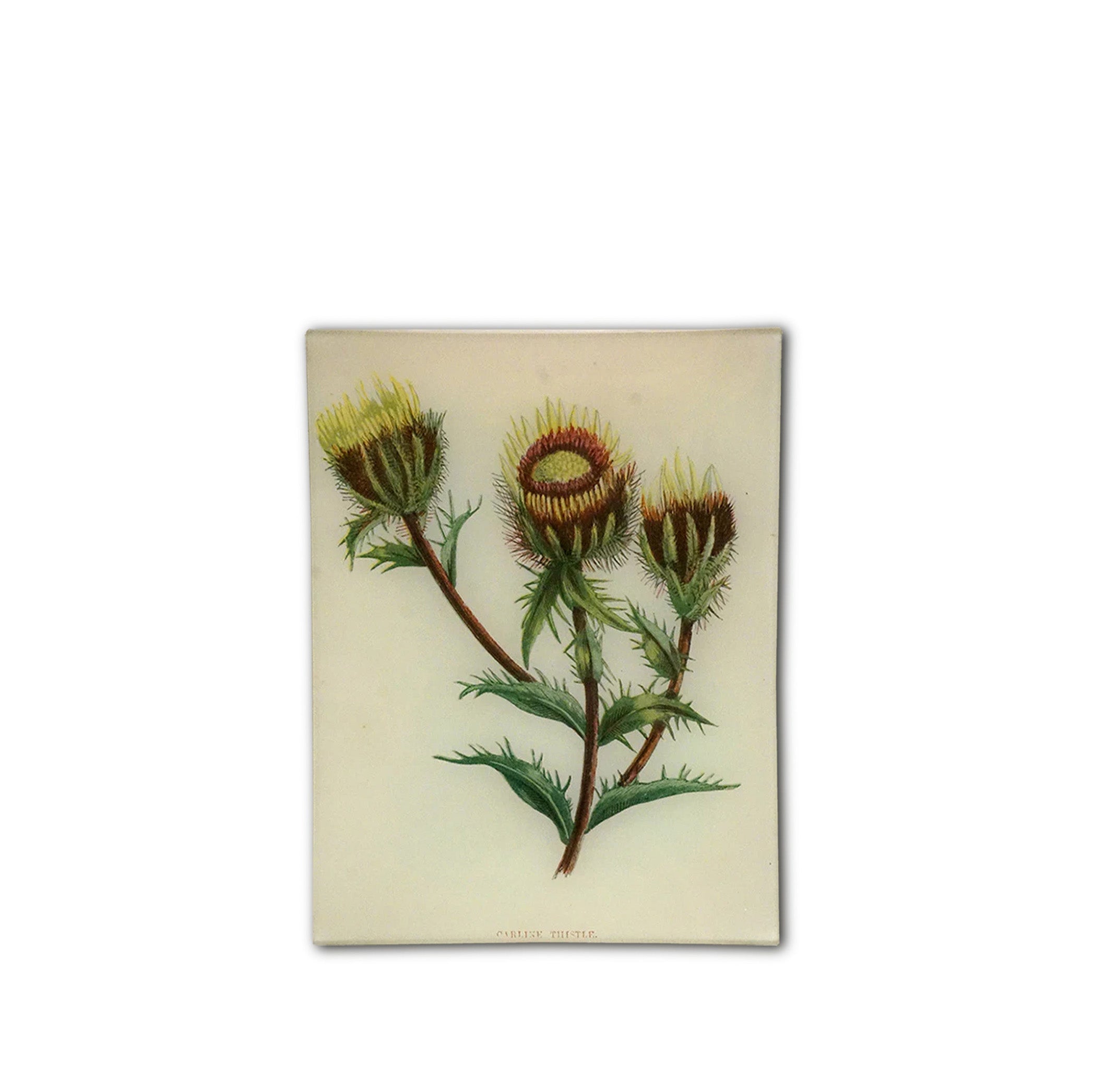 John Derian 'Carline Thistle' Rectangular Tray, 20 x 27cm