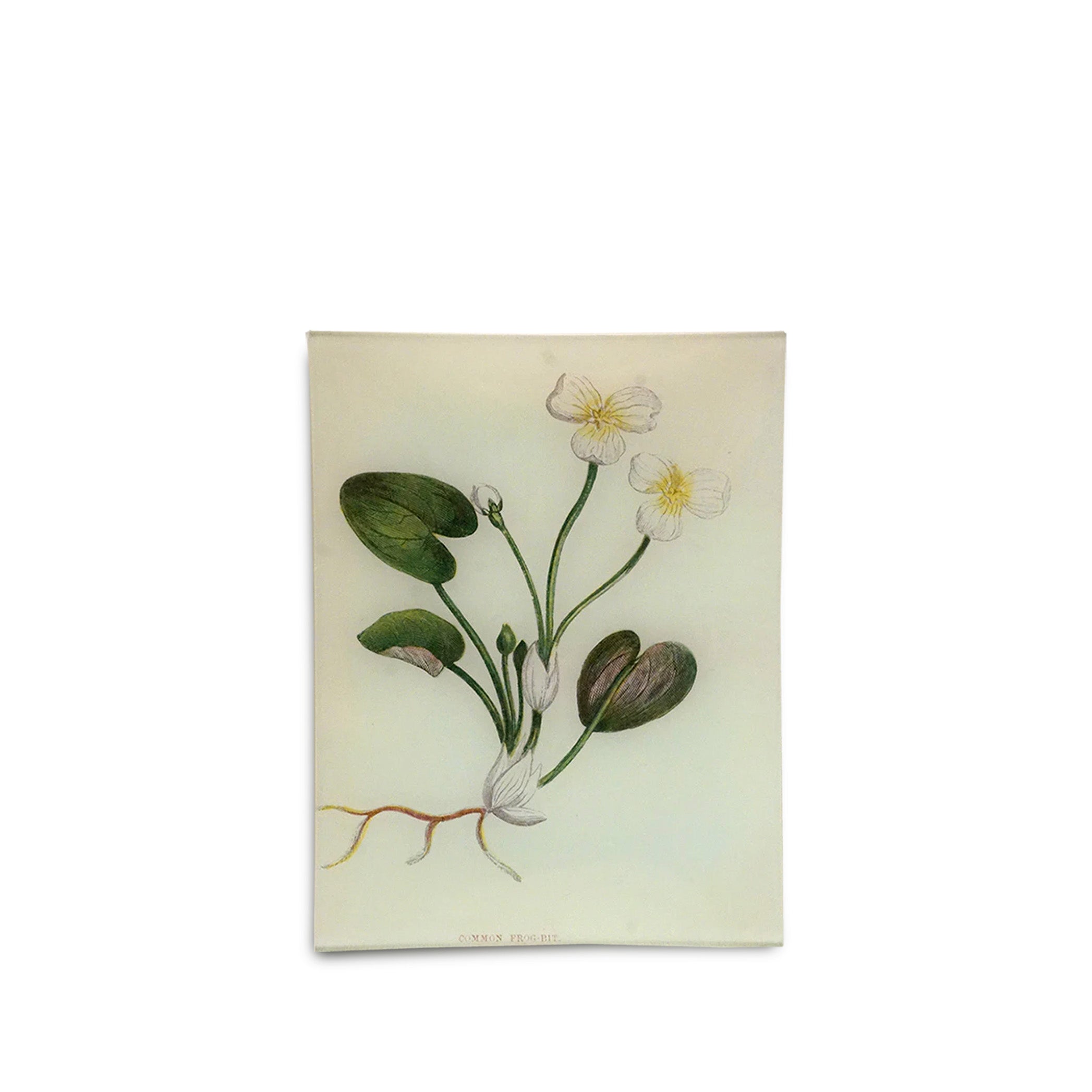 John Derian 'Common Frog-Bit' Rectangular Tray, 20 x 27cm