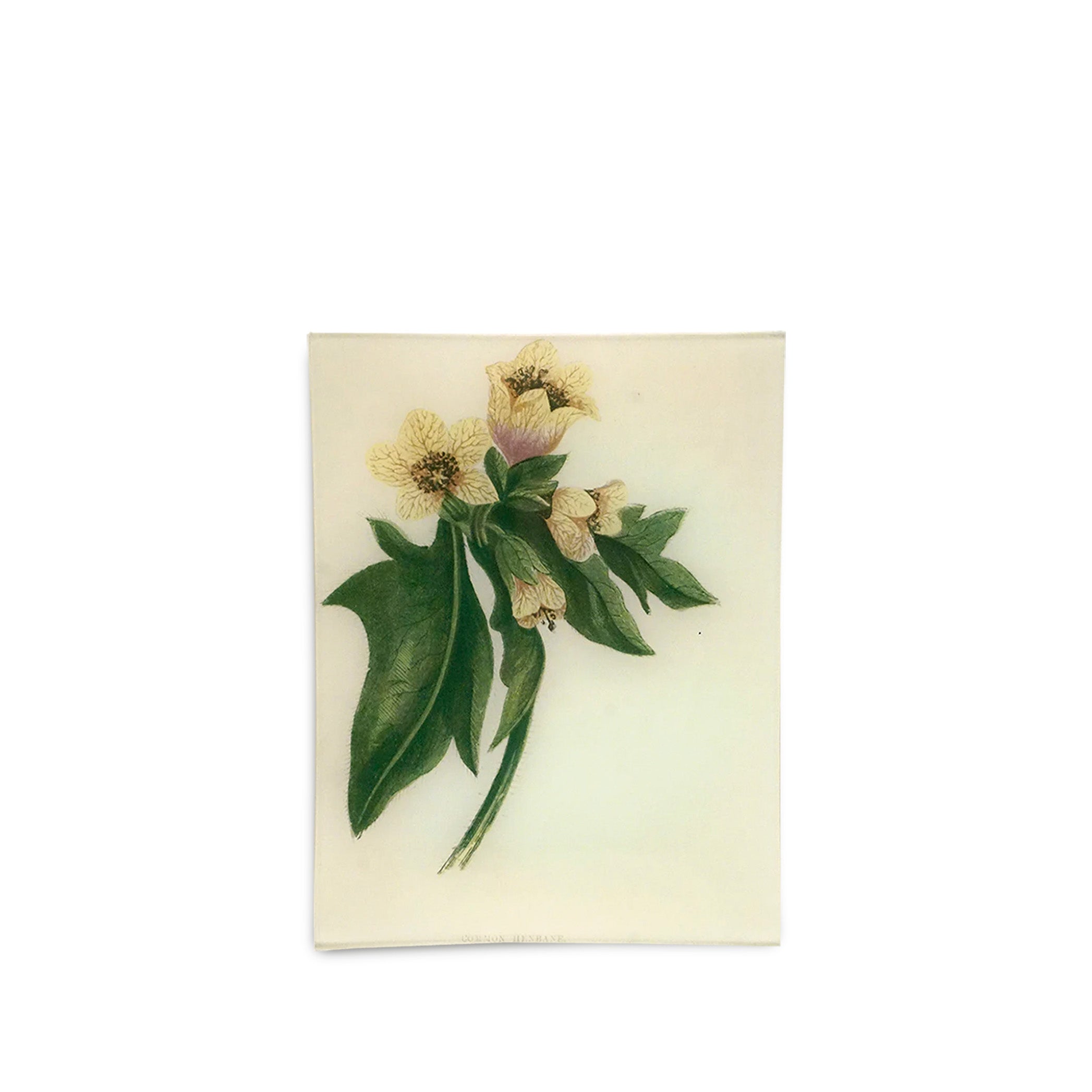John Derian 'Common Henbane' Rectangular Tray, 20 x 27cm