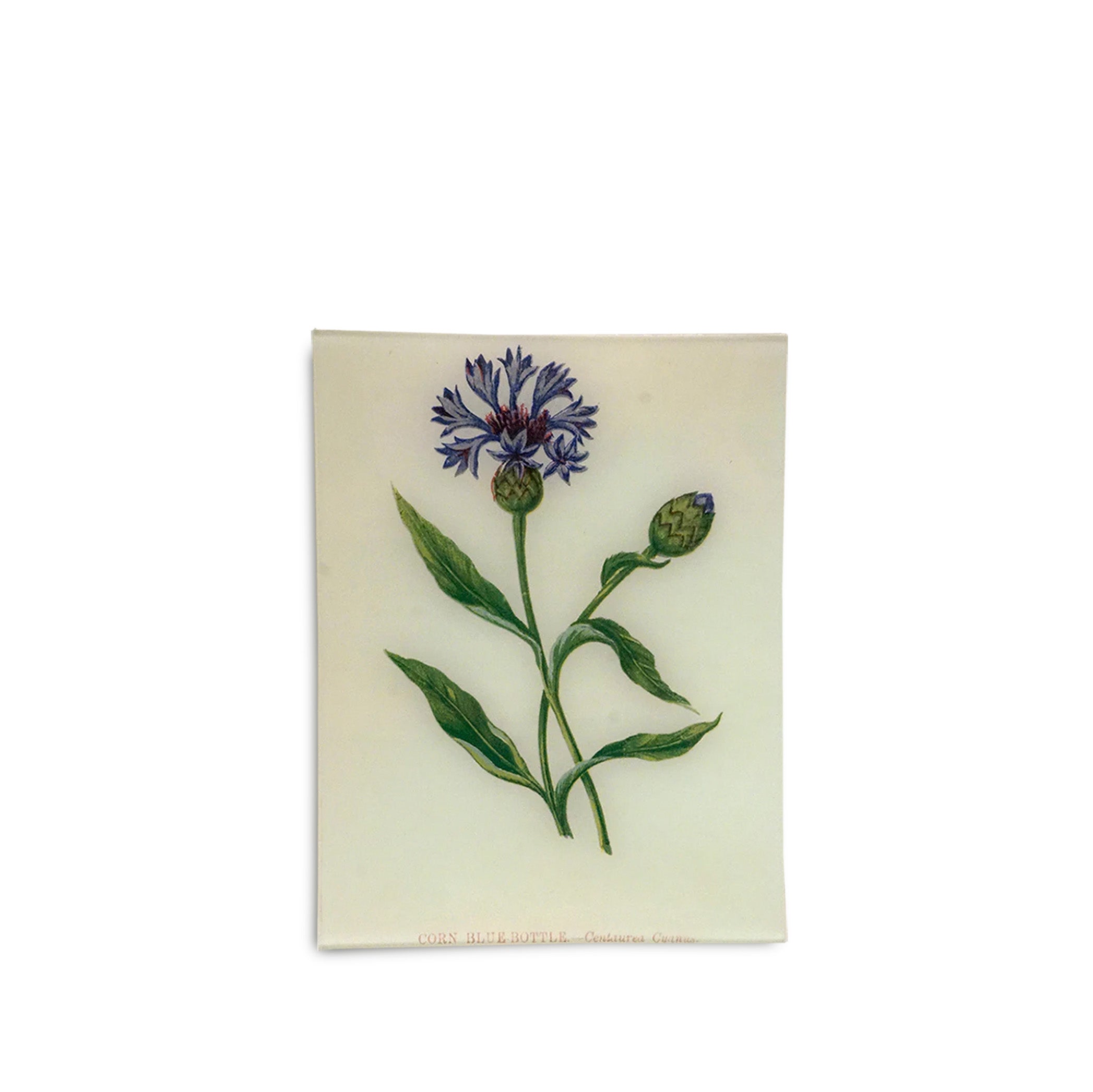 John Derian 'Corn Blue-Bottle' Rectangular Tray, 20 x 27cm