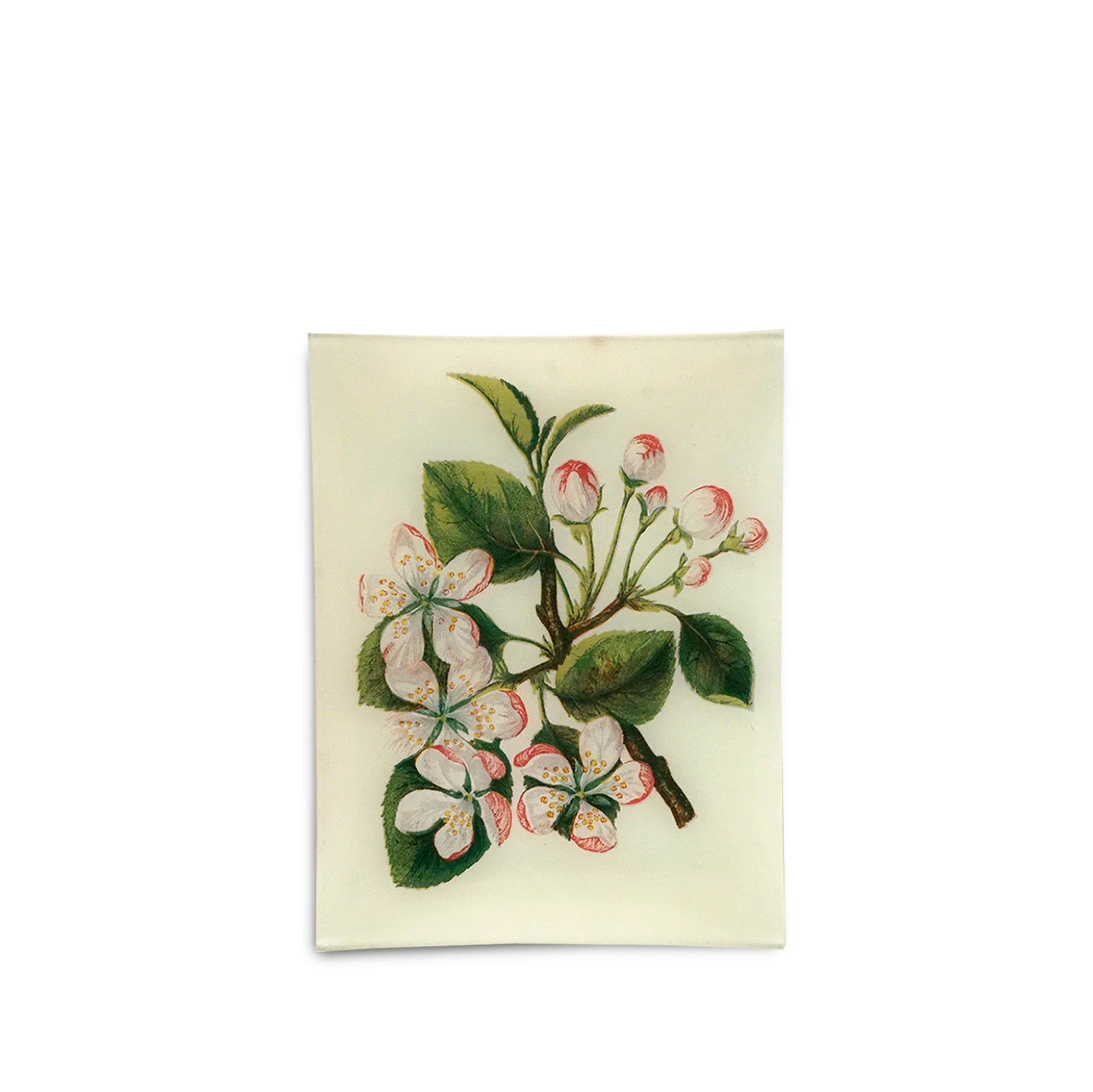John Derian 'Crab Apple' Rectangular Tray, 20 x 27cm