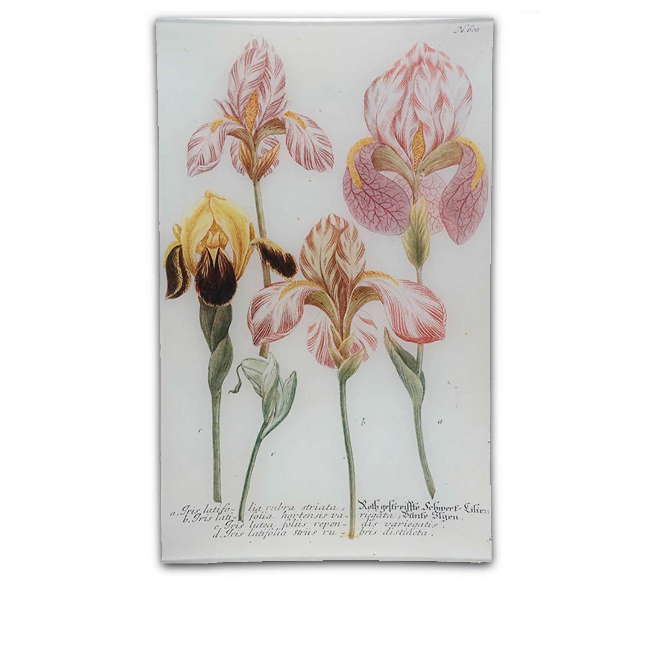 John Derian 'English Iris' Tray, 25 x 40cm
