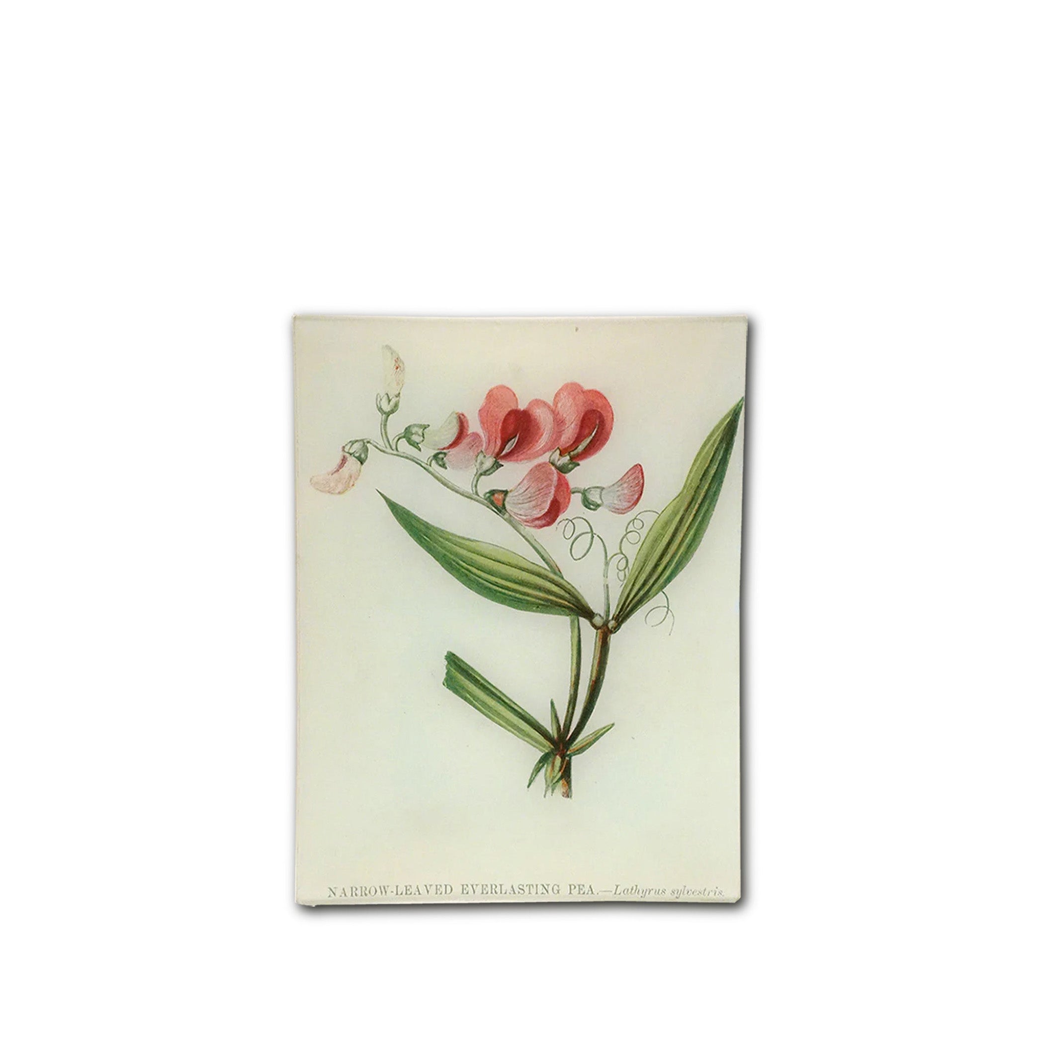 John Derian 'Everlasting Pea' Rectangular Tray, 20 x 27cm