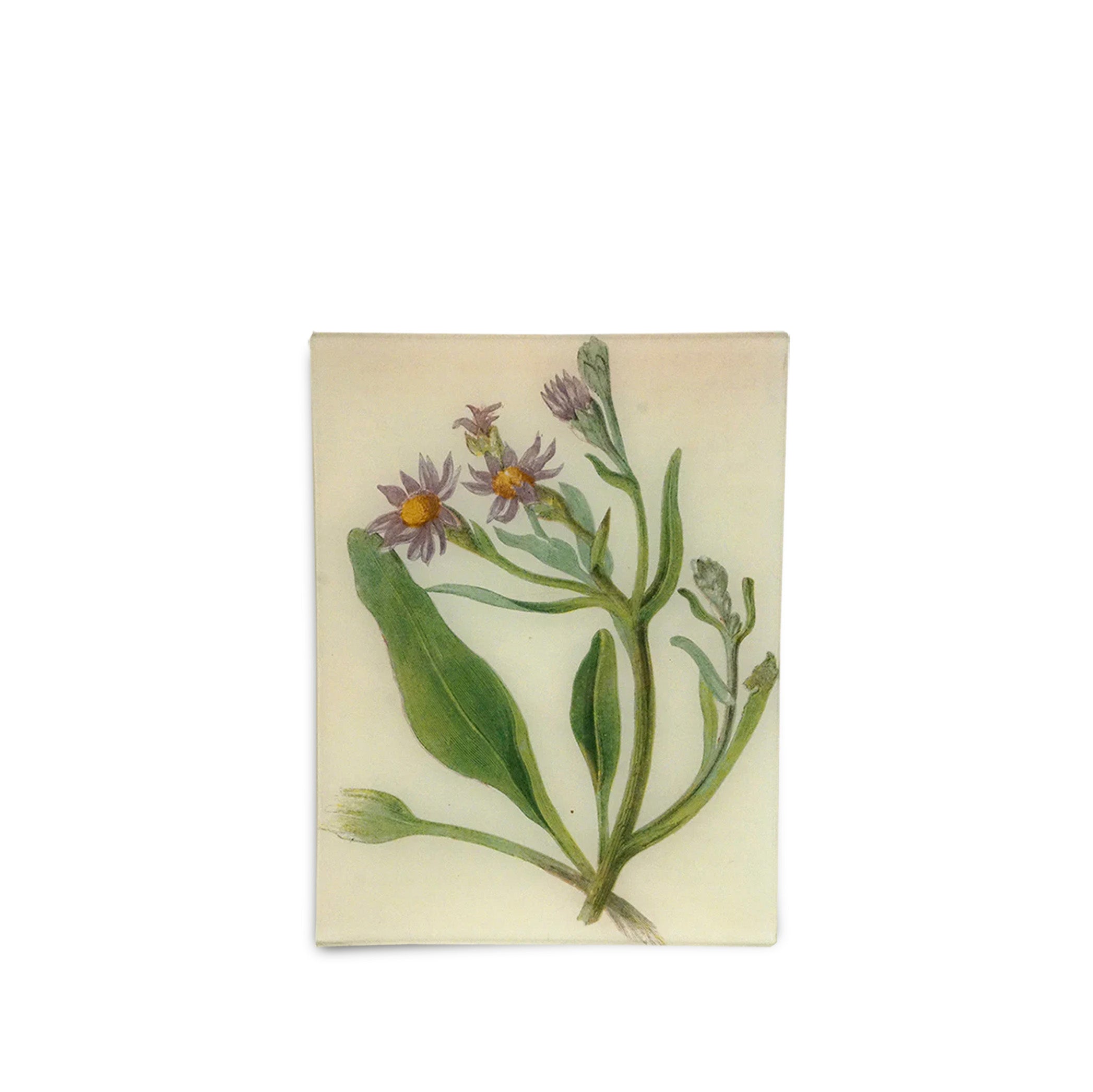 John Derian 'Michaelmas Daisy' Rectangular Tray, 20 x 27cm