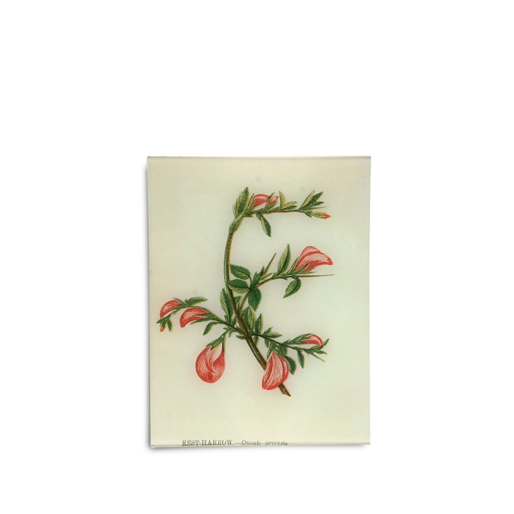 John Derian 'Rest Harrow' Rectangular Tray, 20 x 27cm