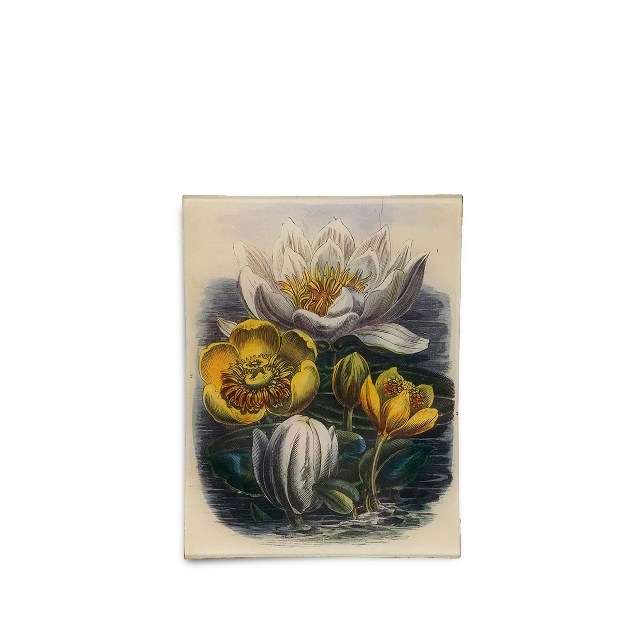 John Derian 'Water Lilies on Water' Rectangular Tray, 20x27cm