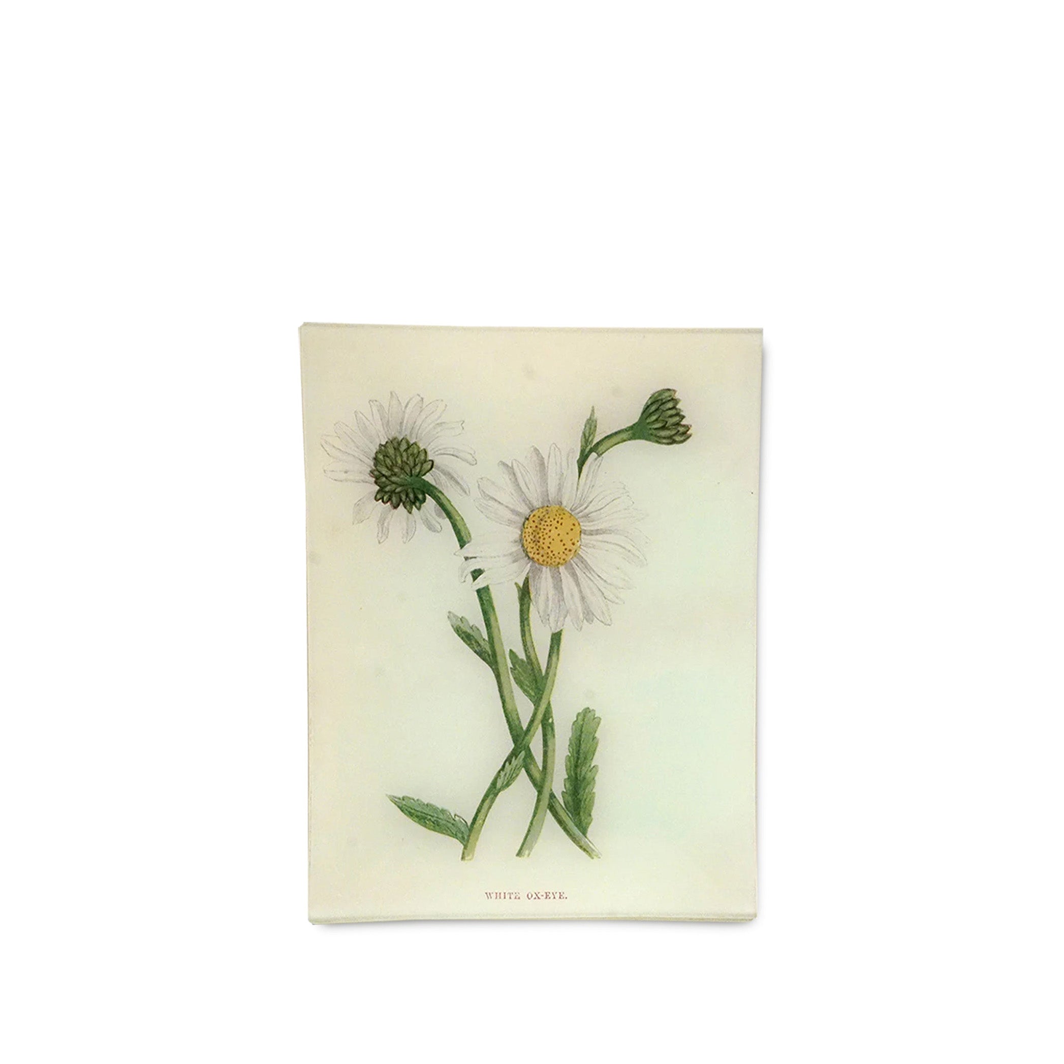 John Derian 'White Ox-Eye' Rectangular Tray, 20 x 27cm