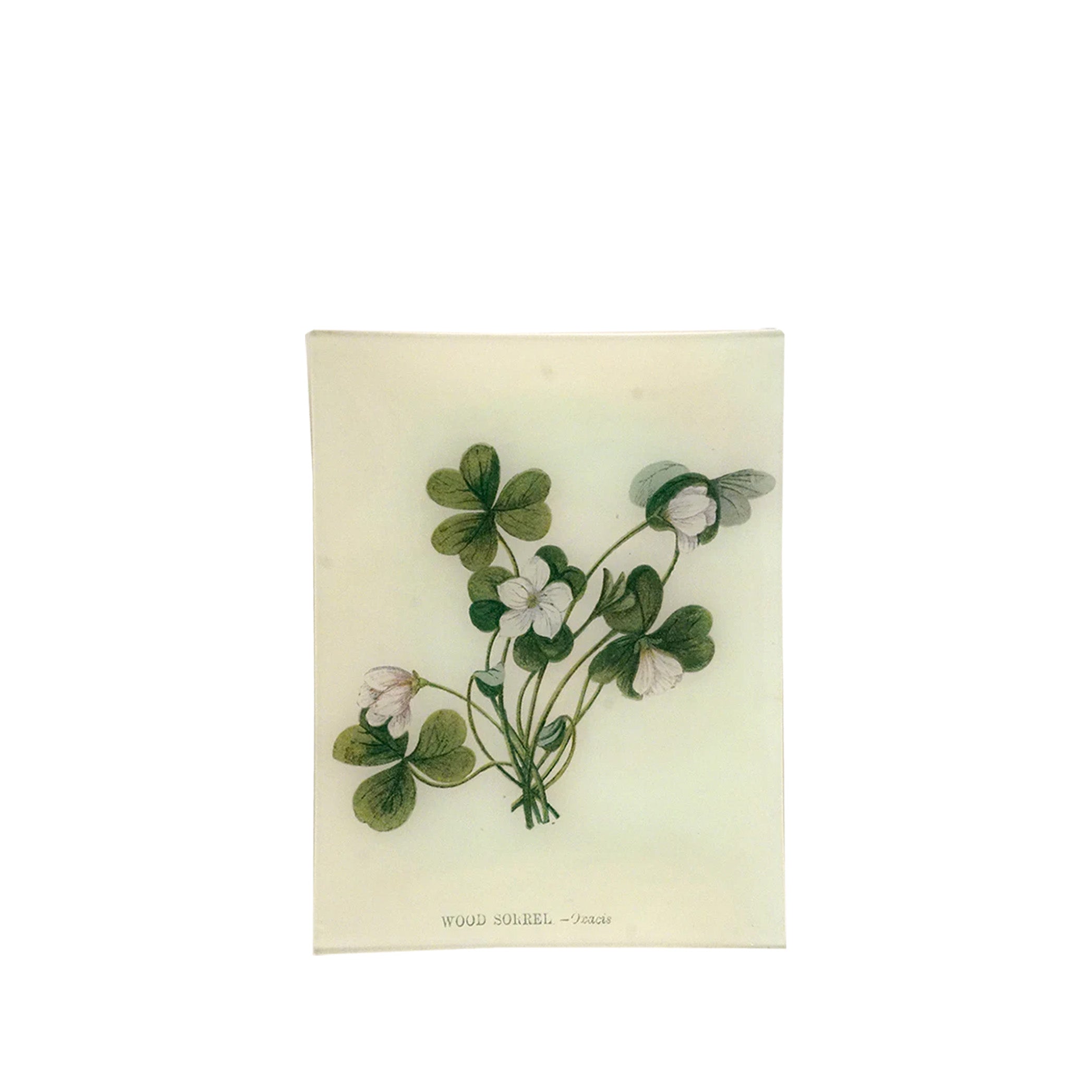 John Derian 'Wood Sorrel' Rectangular Tray, 20 x 27cm