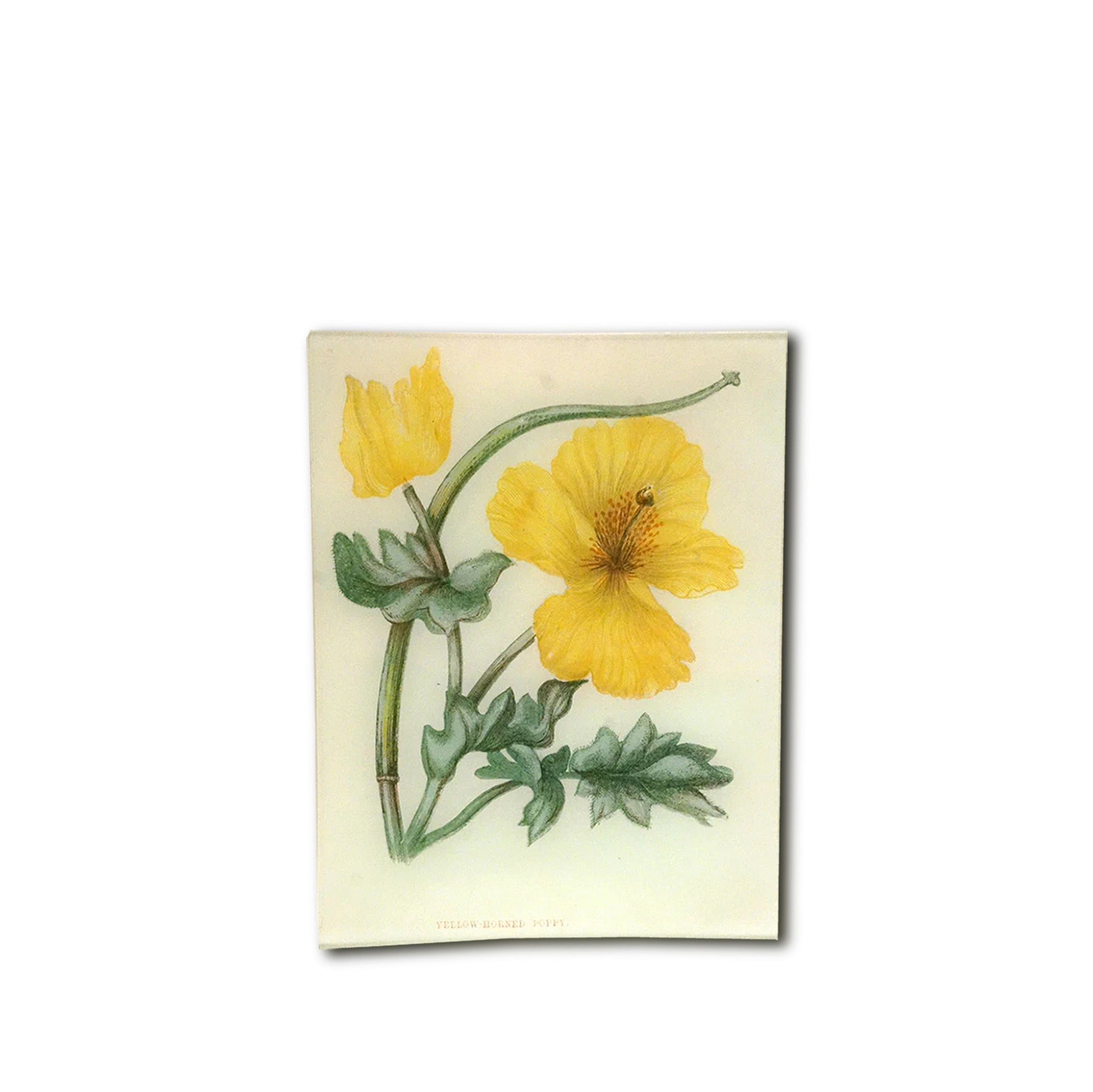 John Derian 'Yellow-Horned Poppy' Rectangular Tray, 20 x 27cm