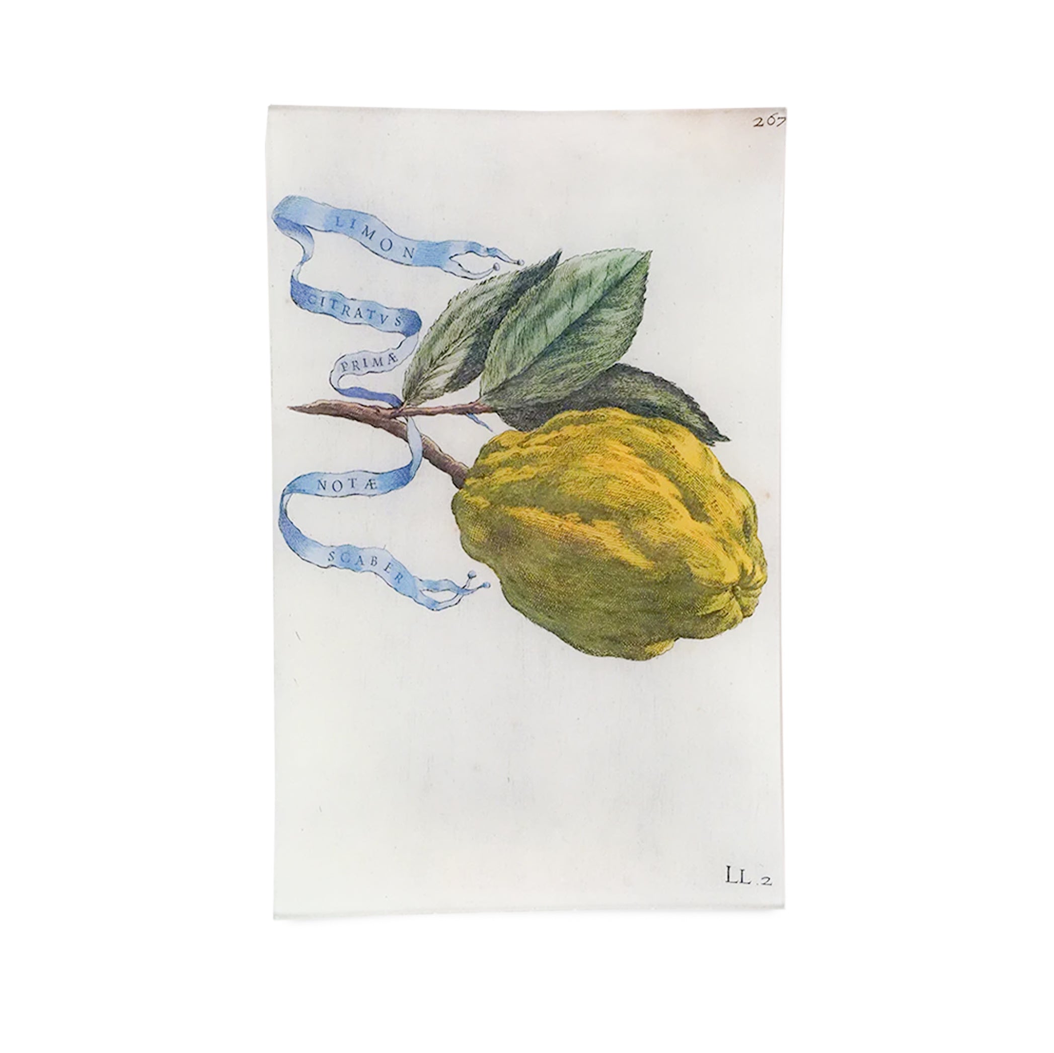 John Derian 'Limon 267' (Lemon) Letter Tray, 23 x 35cm