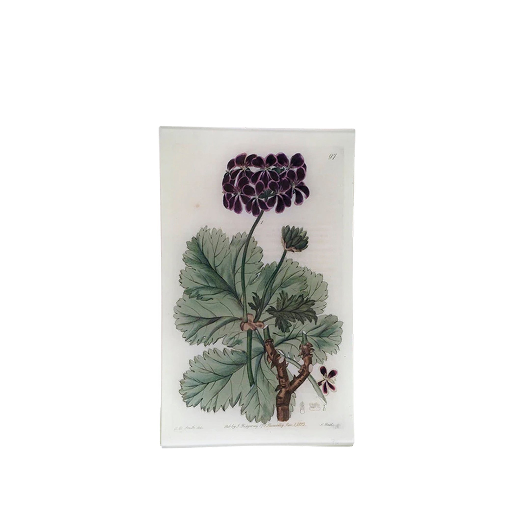 John Derian 'Purple Geranium' Large Tray, 18 x 29cm
