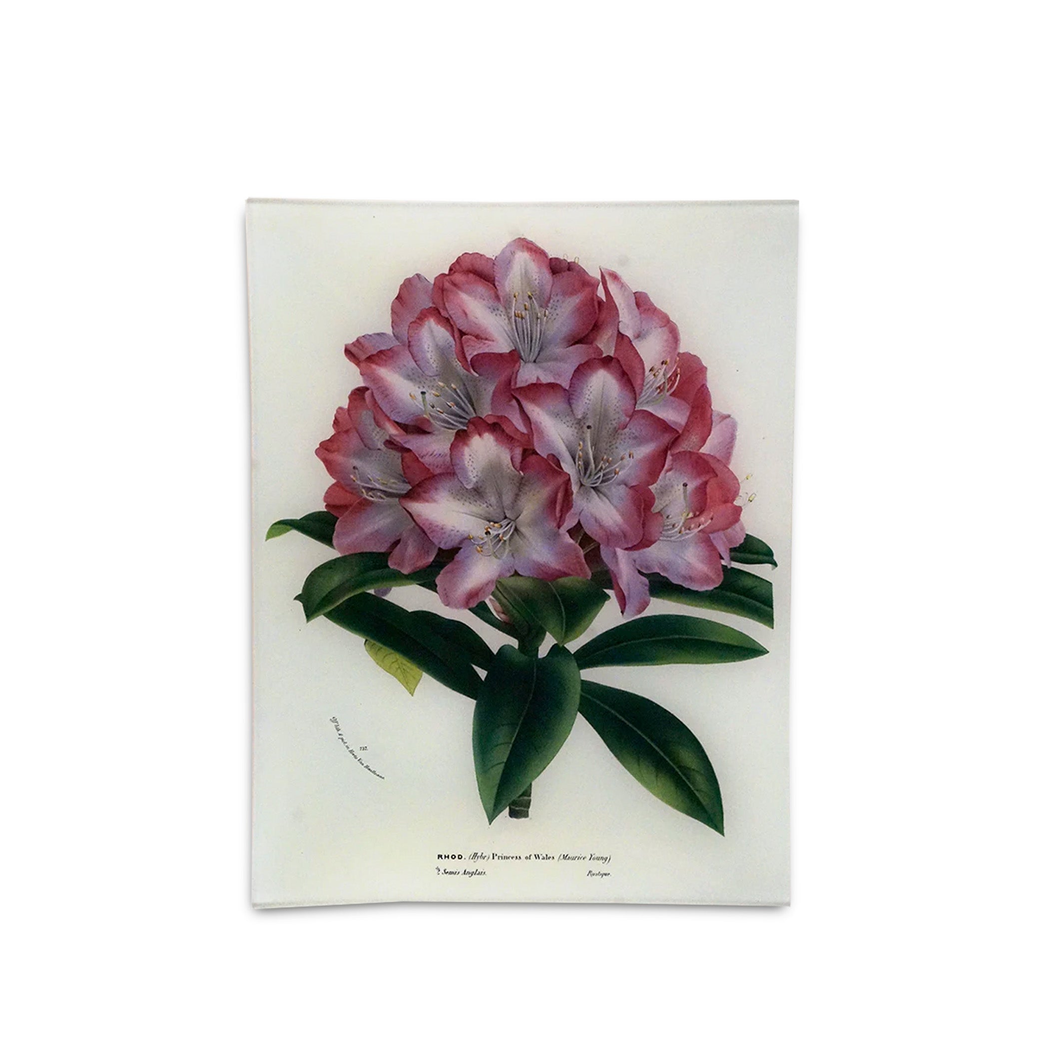 John Derian 'Rhododendron Princess of Wales' Rectangular Tray, 25 x 33cm