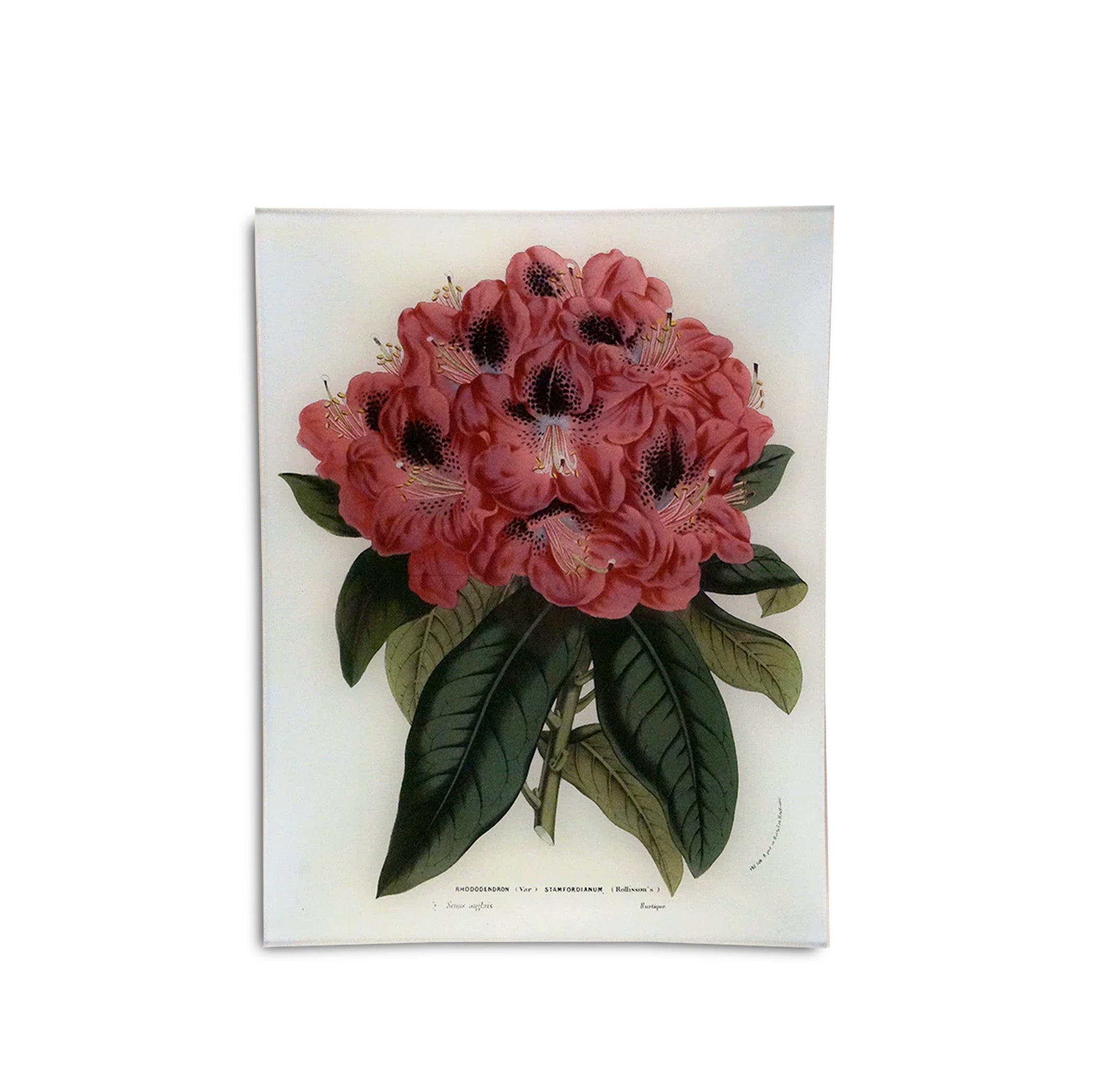 John Derian 'Rhododendron Stamfordianum' Rectangular Tray, 25 x 33cm