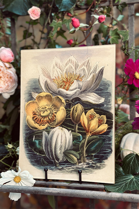 John Derian 'Painted Rose' Rectangular Tray, 15 x 23cm