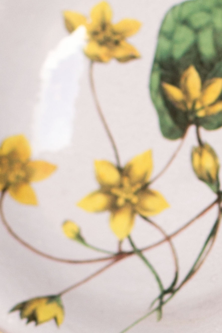 Tylophore Yellow Deep Saucer by Astier de Villatte, 11.5cm