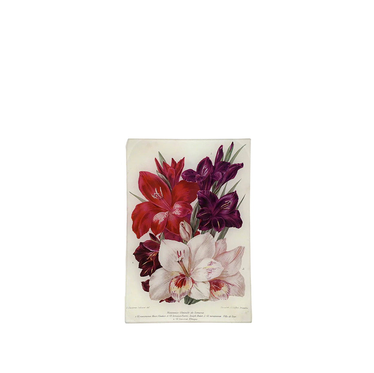 John Derian 'Gladiolas of Lemoine' Medium Tray, 15 x 23cm