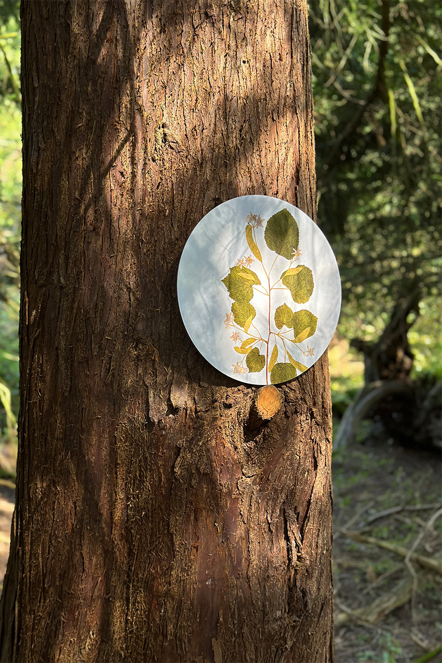 Herbarium Round Cork-backed Placemat in Limetree, 34cm