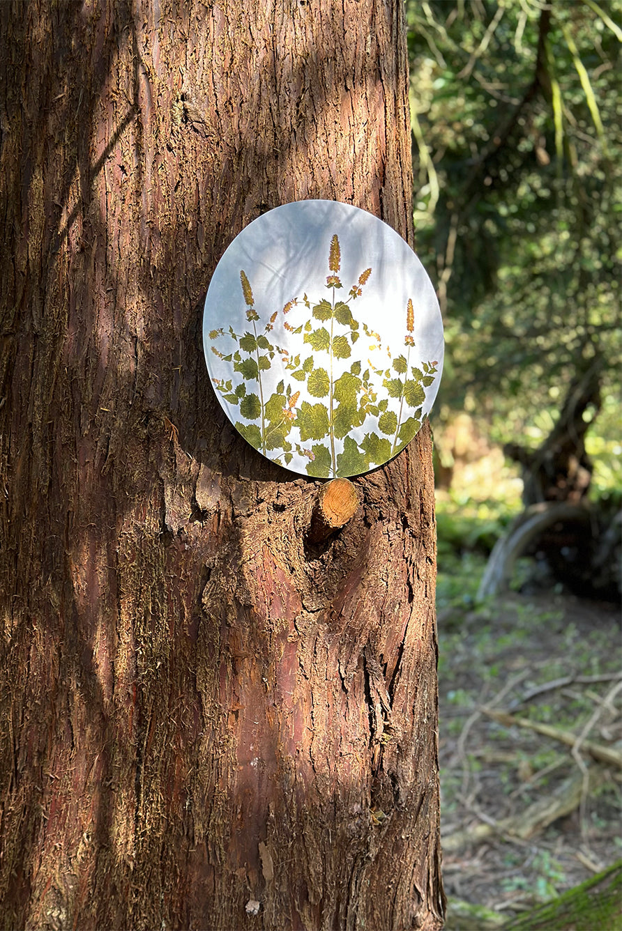 Herbarium Round Cork-backed Placemat in Mint, 34cm
