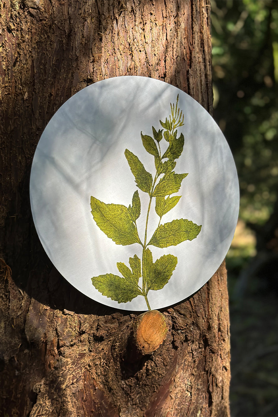 Herbarium Round Cork-backed Placemat in Verbena, 34cm