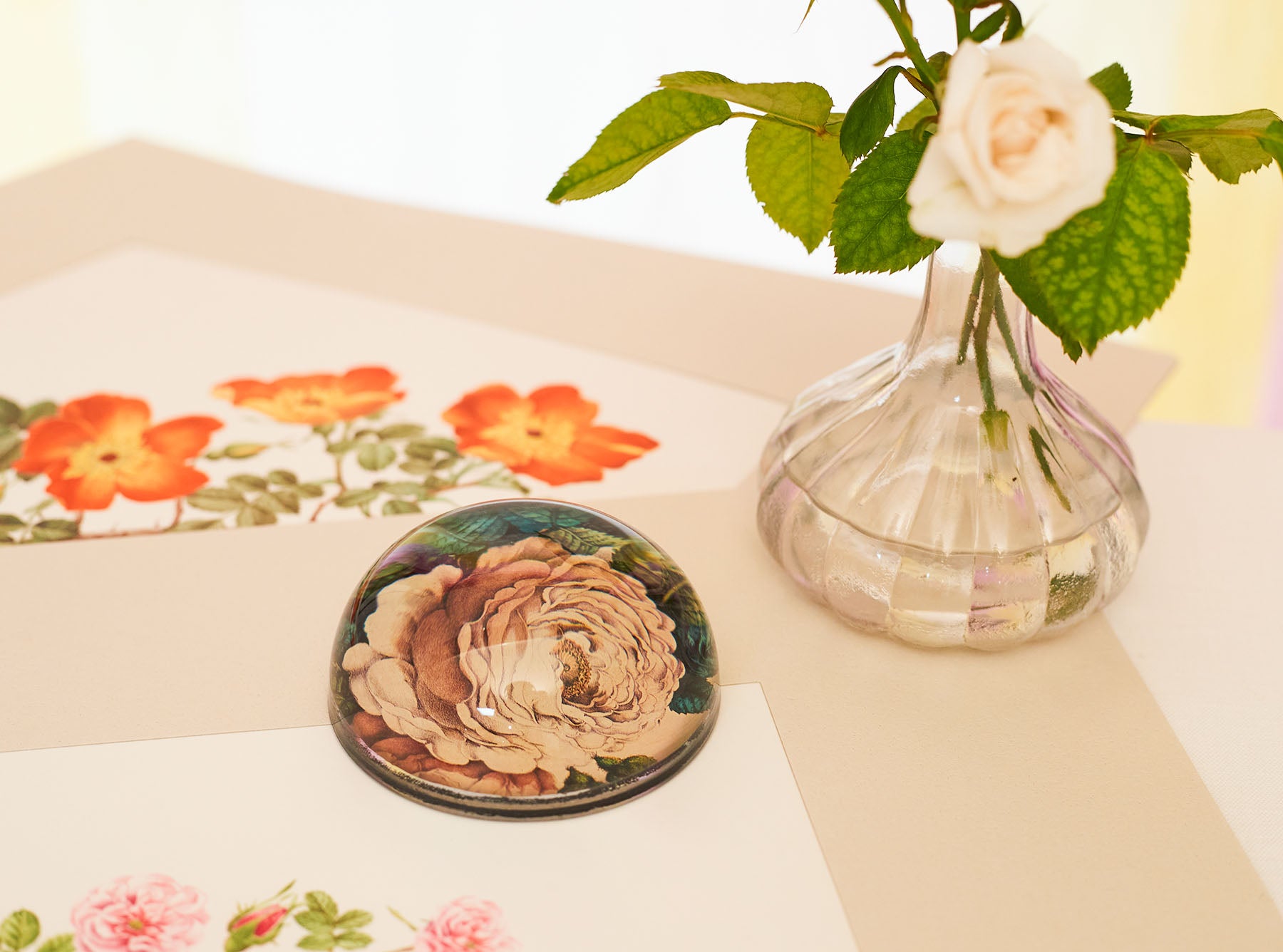 John Derian 'Sepia Rose Close Up' Paperweight, 9cm