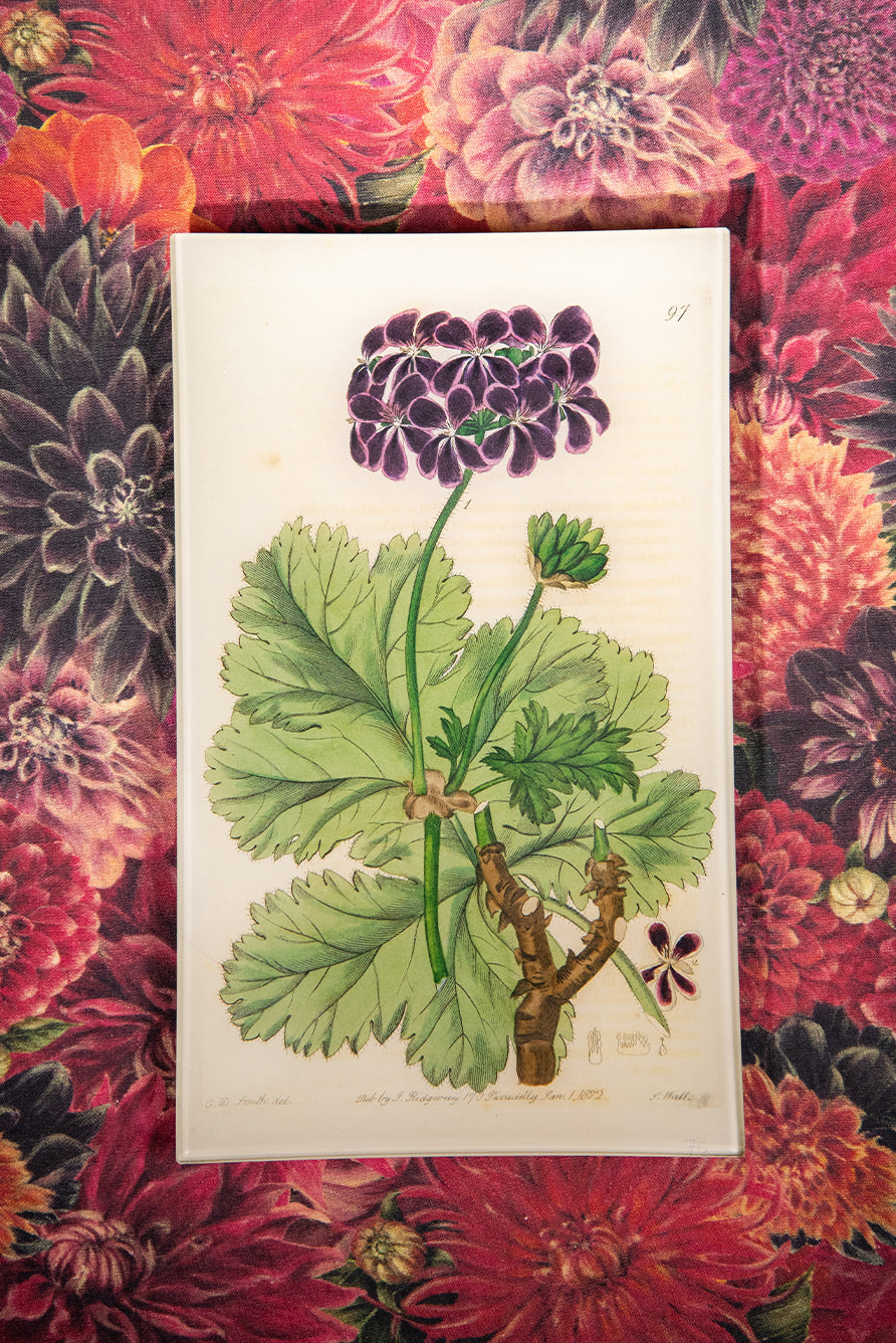 John Derian 'Purple Geranium' Large Tray, 18 x 29cm