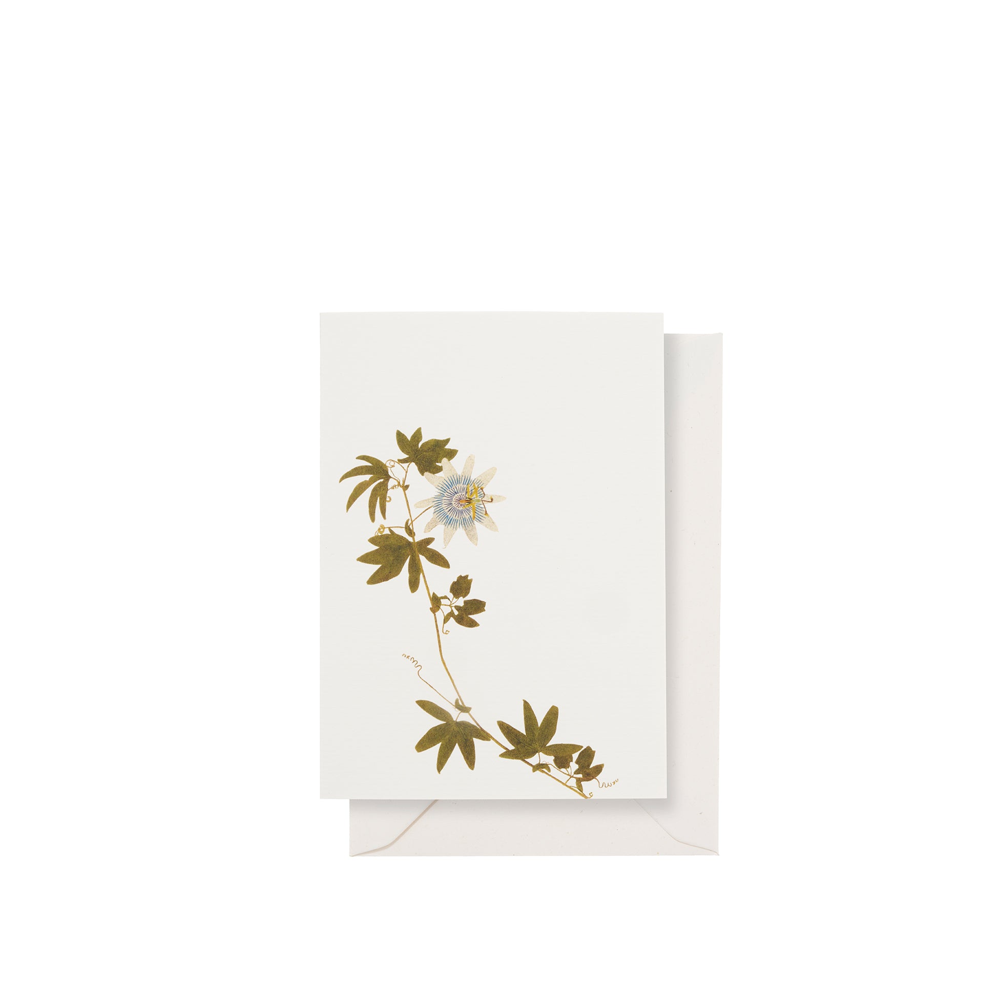 'Passiflora' Greeting Card, 15cm x 10cm (A6)