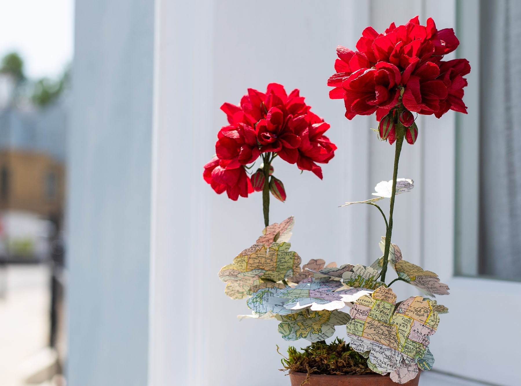 Red Primula World Map Paper Flowers & Clay Pot