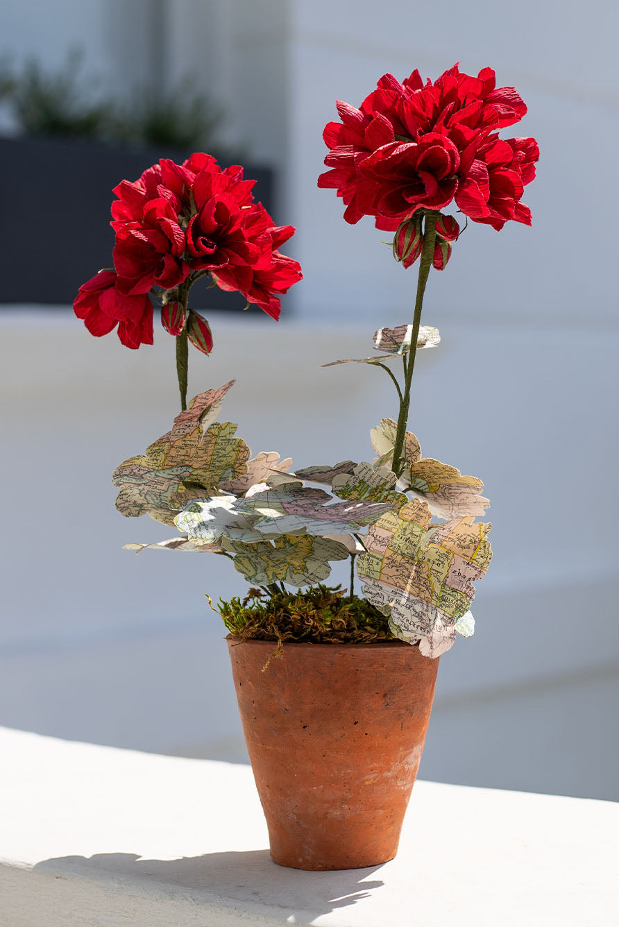 Red Primula World Map Paper Flowers & Clay Pot