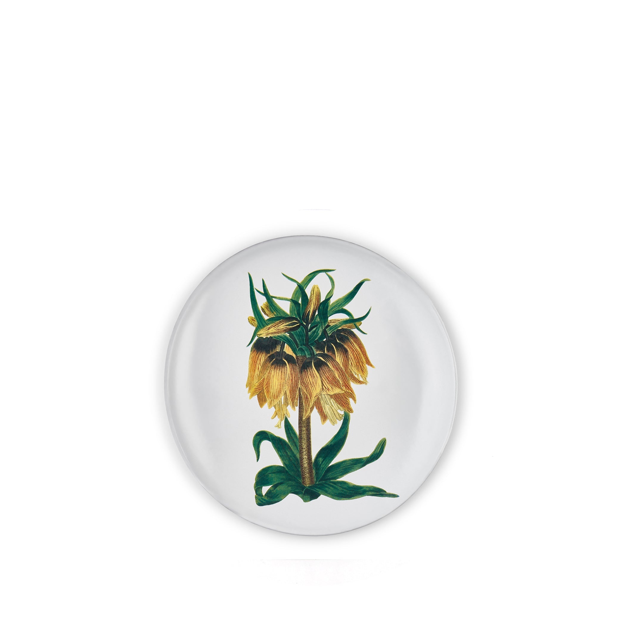 Yellow Flower Plate by Astier de Villatte, 26cm