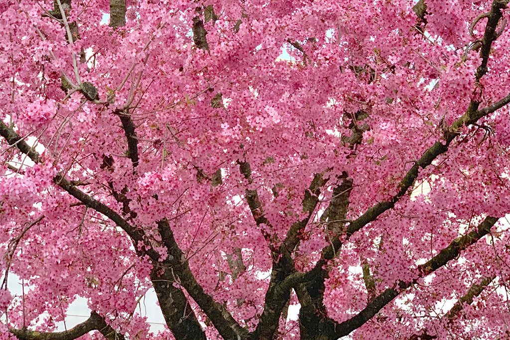 Launching Blossom