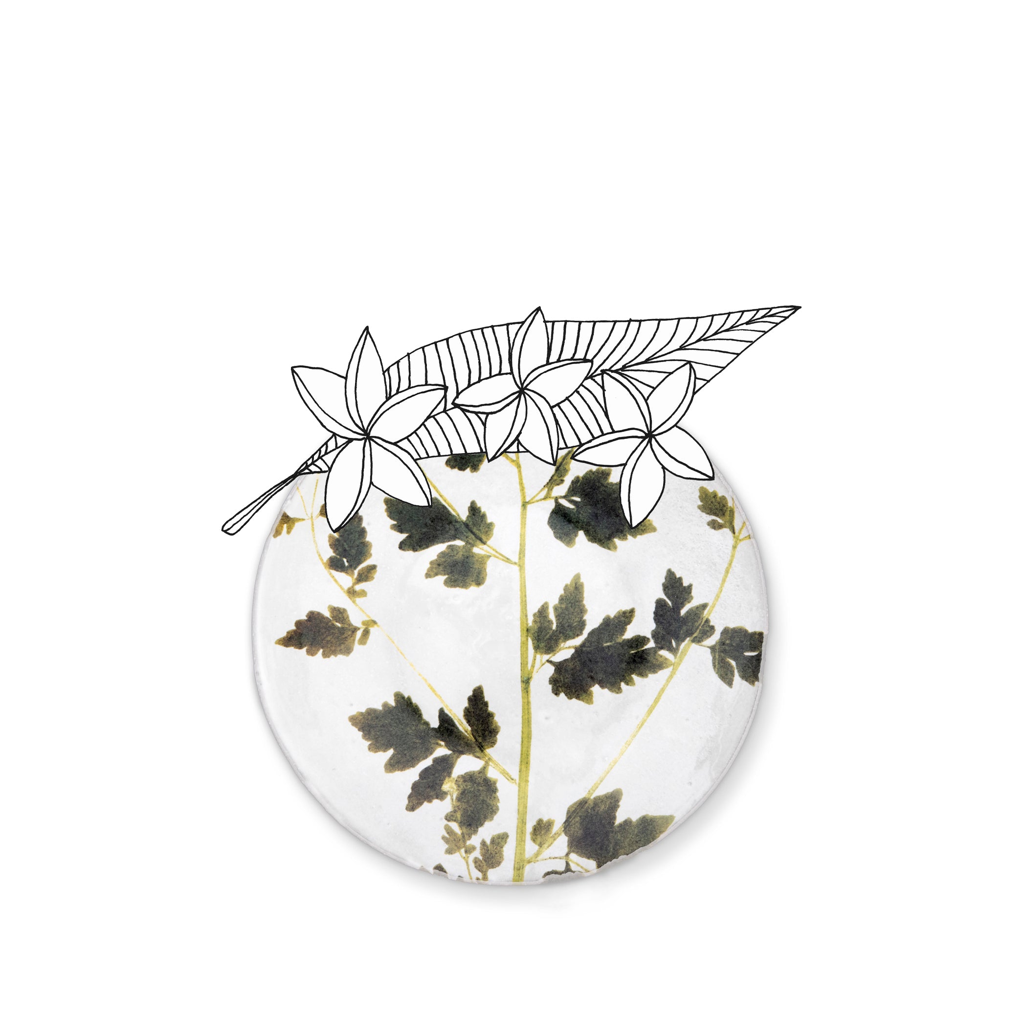 Matricaria Leaf Plate by Astier de Villatte, 24cm