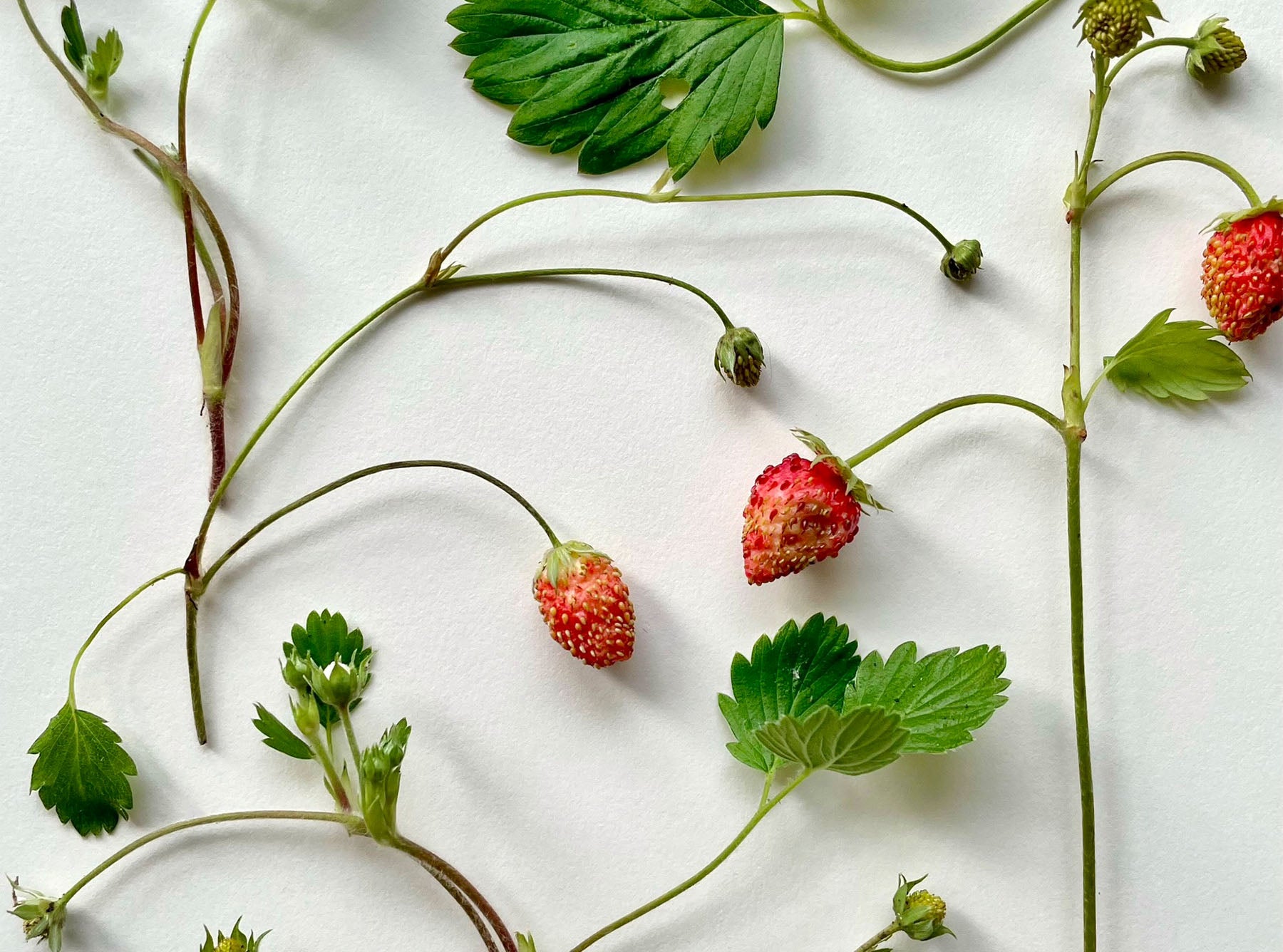 'Fraises des Bois' Linen Tablecloth