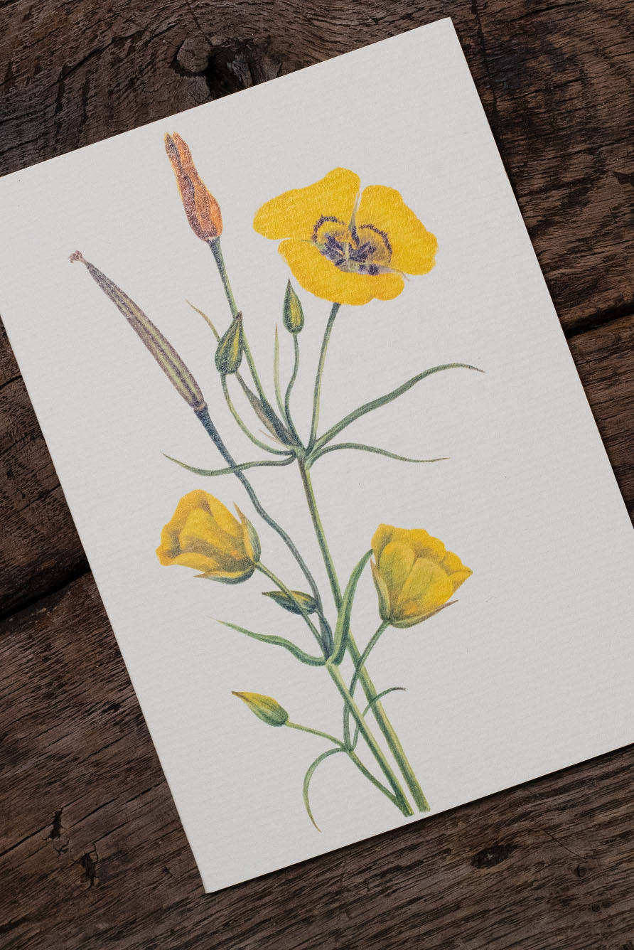 'Evening Primrose' Yellow Greeting Card, 15cm x 10cm (A6)