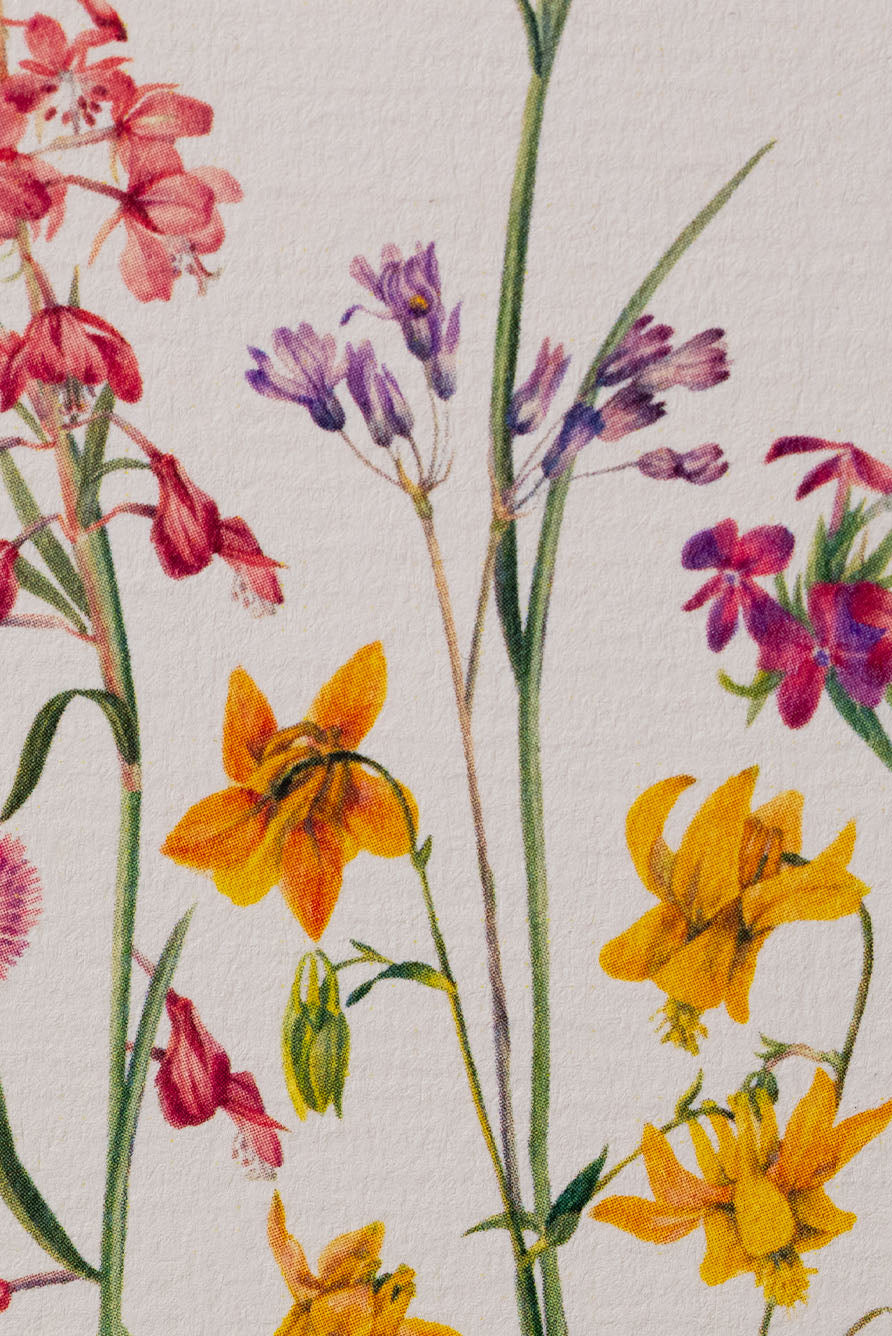 'June's Flowers' Greeting Card, 15cm x 10cm (A6)