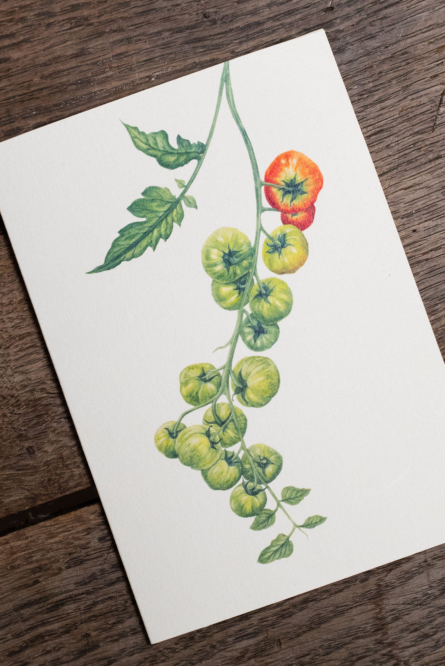 Tomato 'Verte' Greeting Card, 15cm x 10cm (A6)
