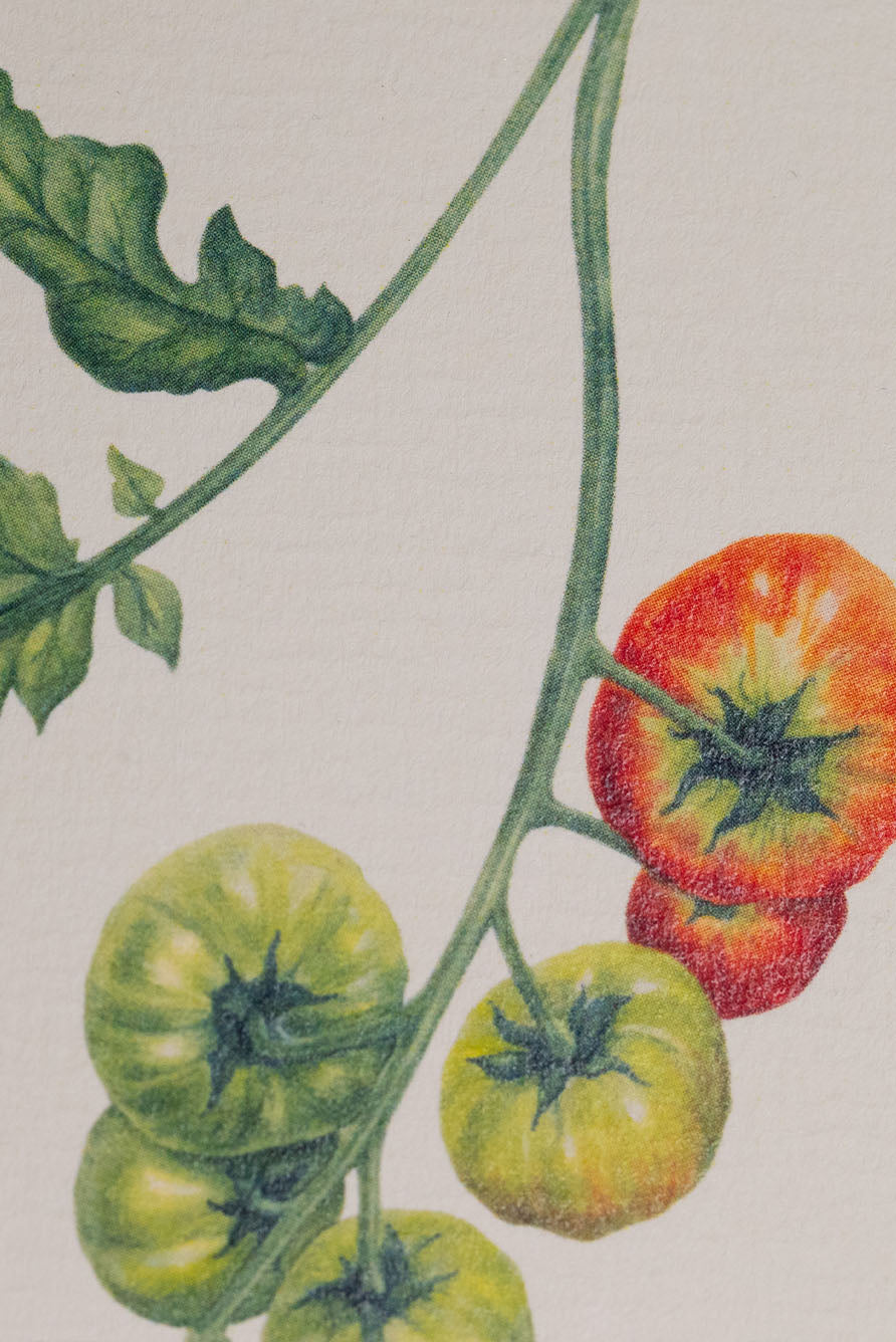 Tomato 'Verte' Greeting Card, 15cm x 10cm (A6)