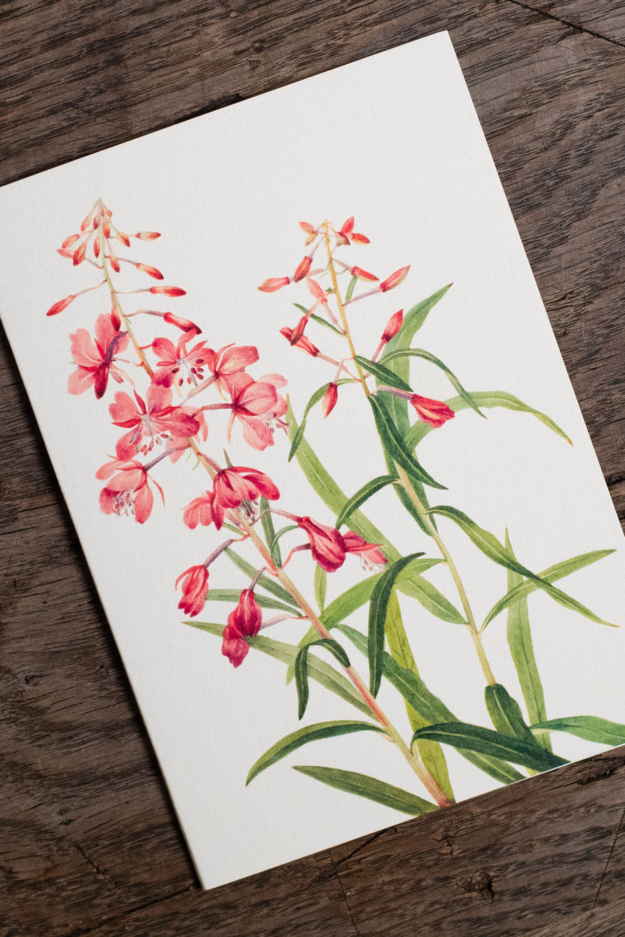 'Fireweed' Pink Greeting Card, 15cm x 10cm (A6)