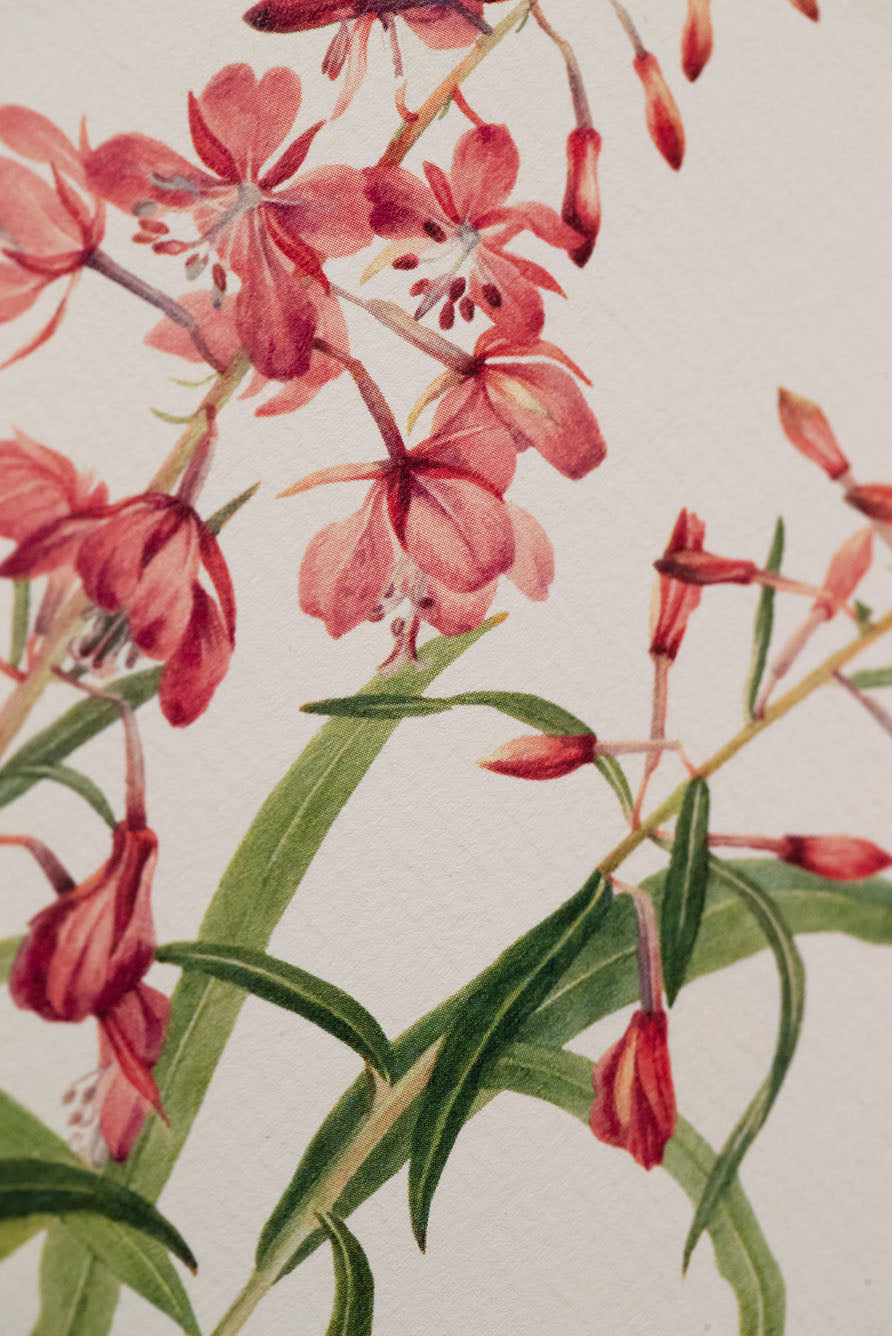 'Fireweed' Pink Greeting Card, 15cm x 10cm (A6)