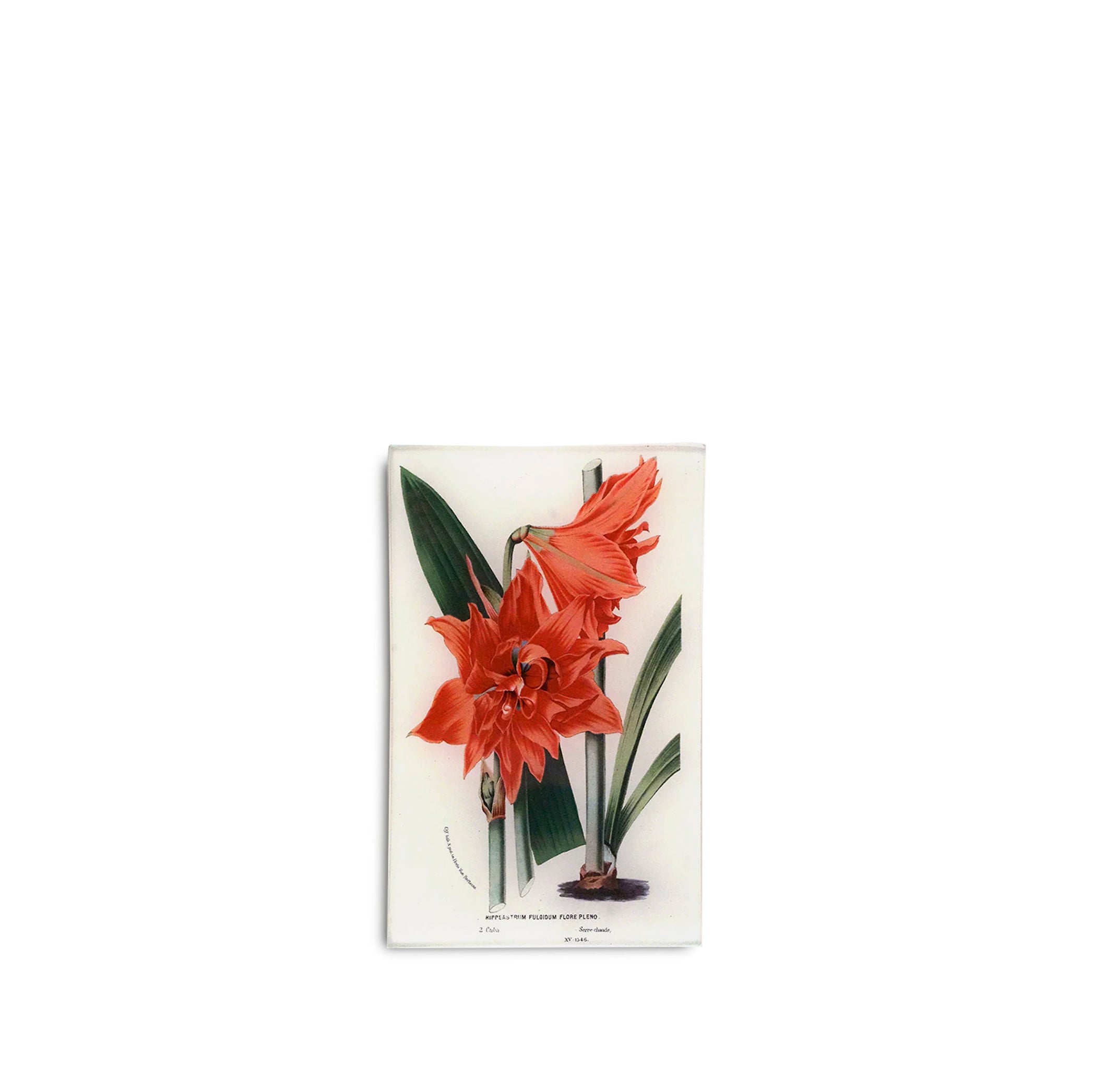 John Derian 'Hippeastrum Orange' Rectangular Tray, 13 x 20cm