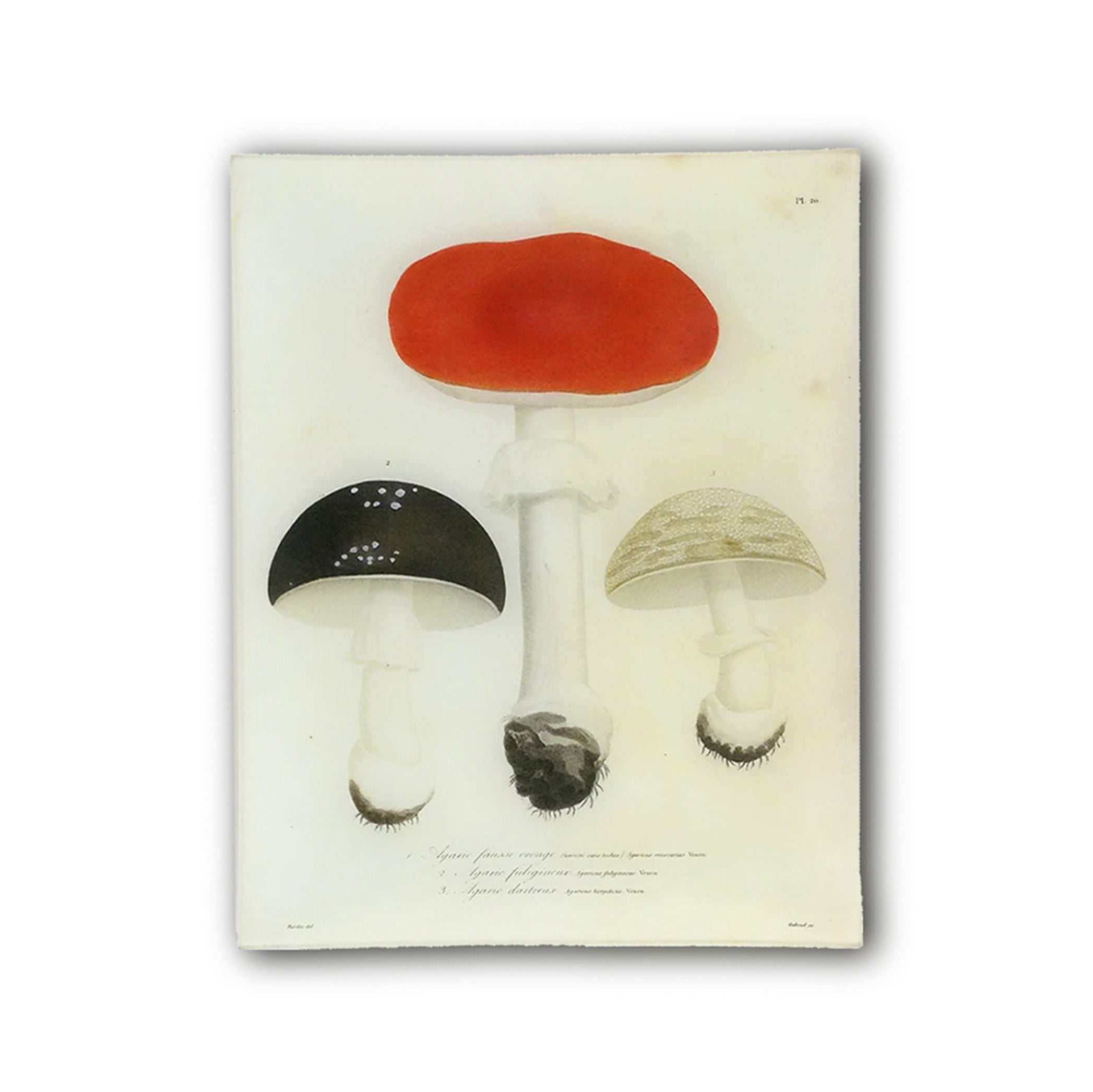 John Derian 'Mushroom PL. 20' Rectangular Tray, 28 x 35.5cm