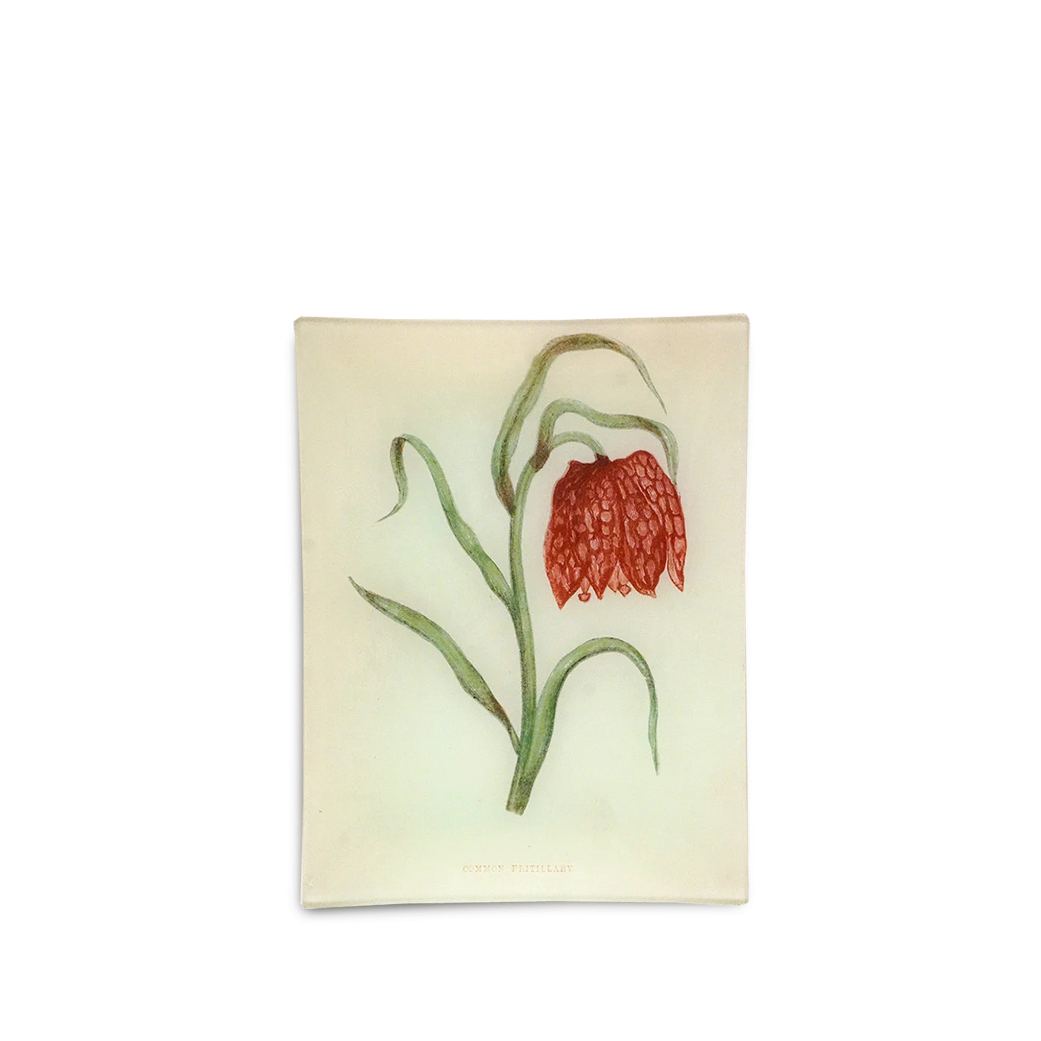 John Derian 'Common Fritillary' Rectangular Tray, 20 x 27cm