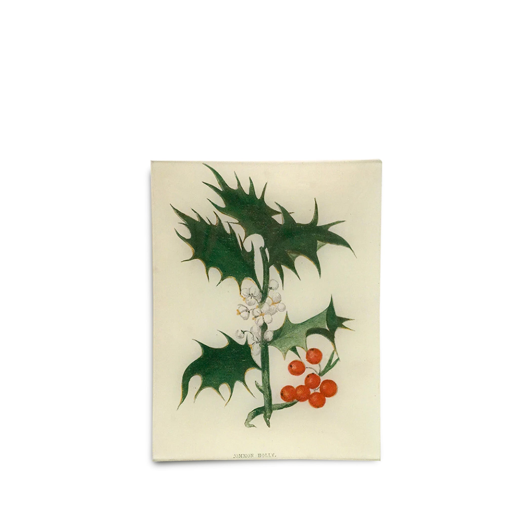 John Derian 'Common Holly' Rectangular Tray, 20 x 27cm