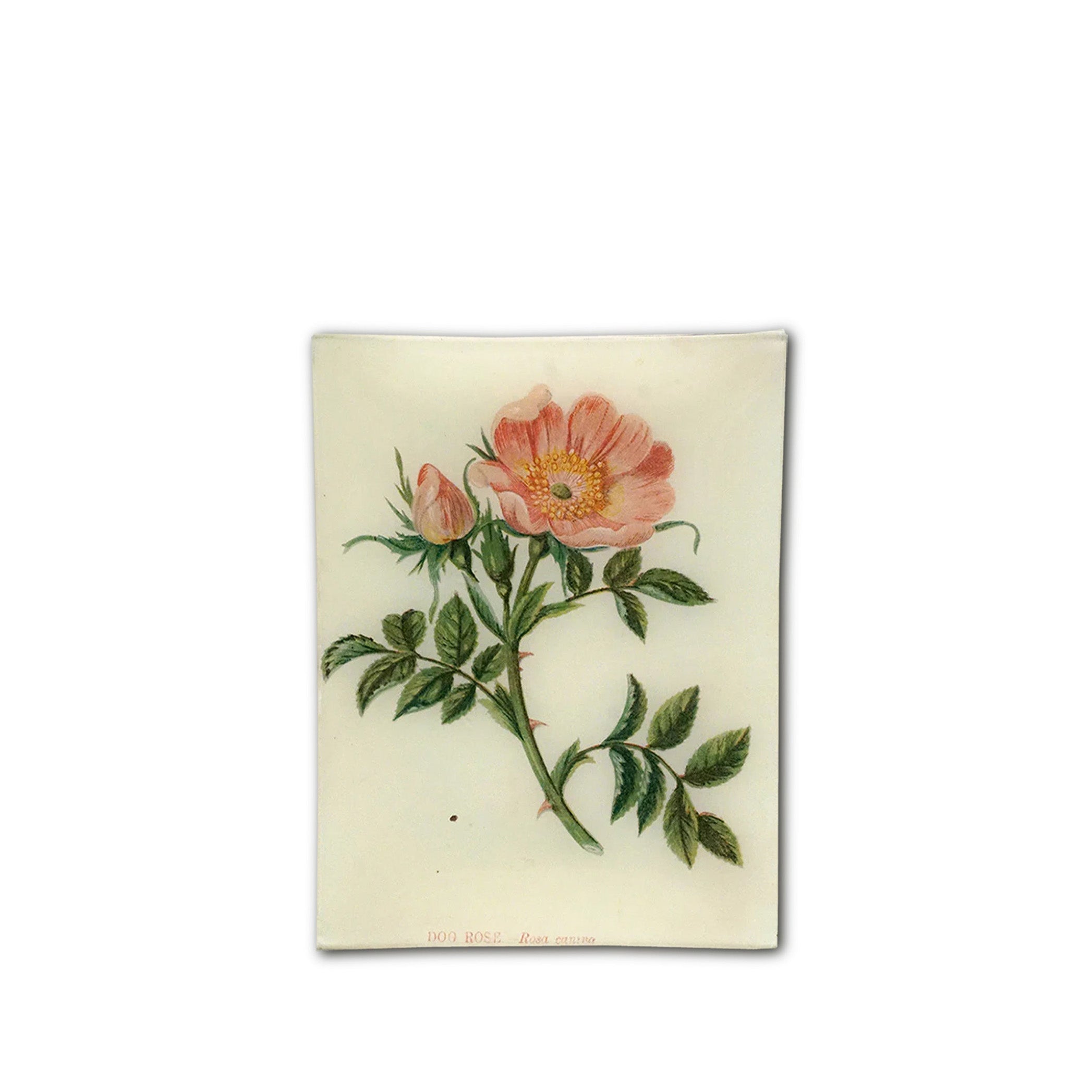 John Derian 'Dog Rose' Rectangular Tray, 20 x 27cm